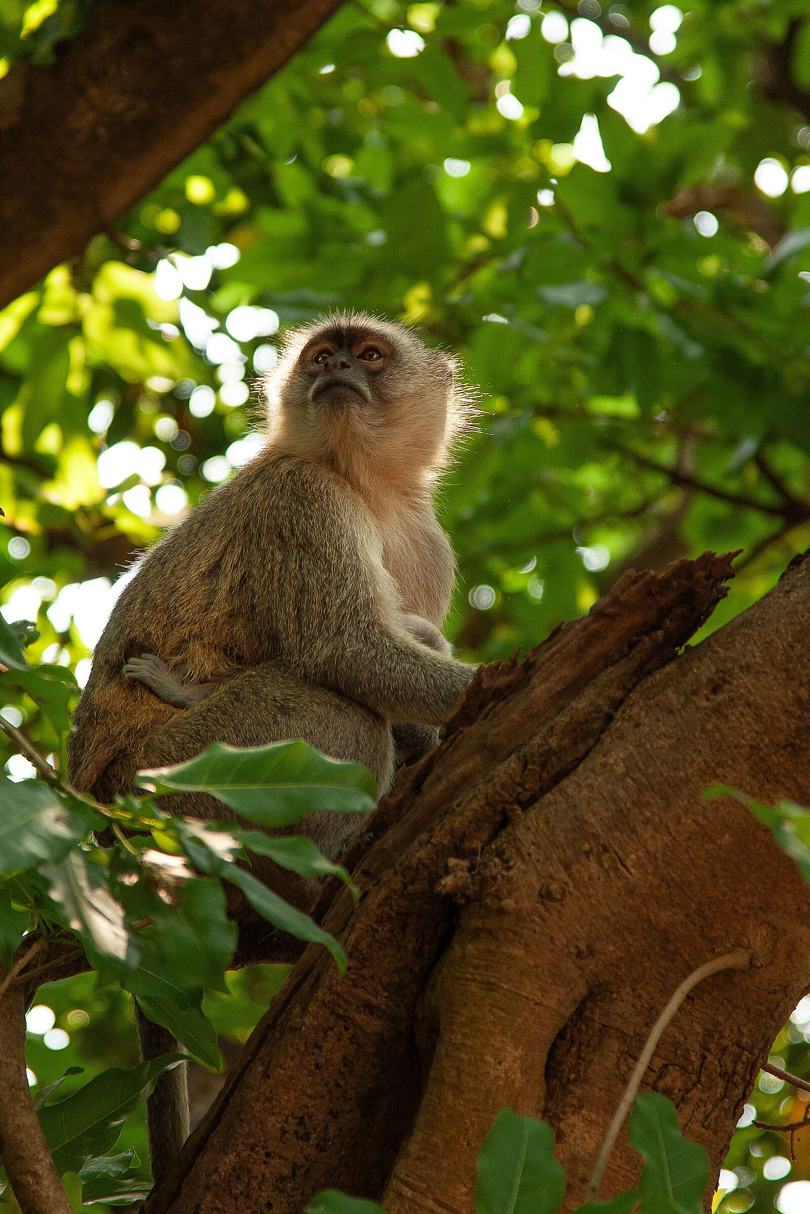 Chlorocebus con cucciolo