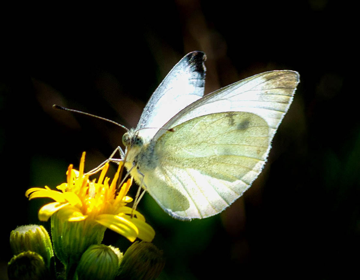 Pieris rapae