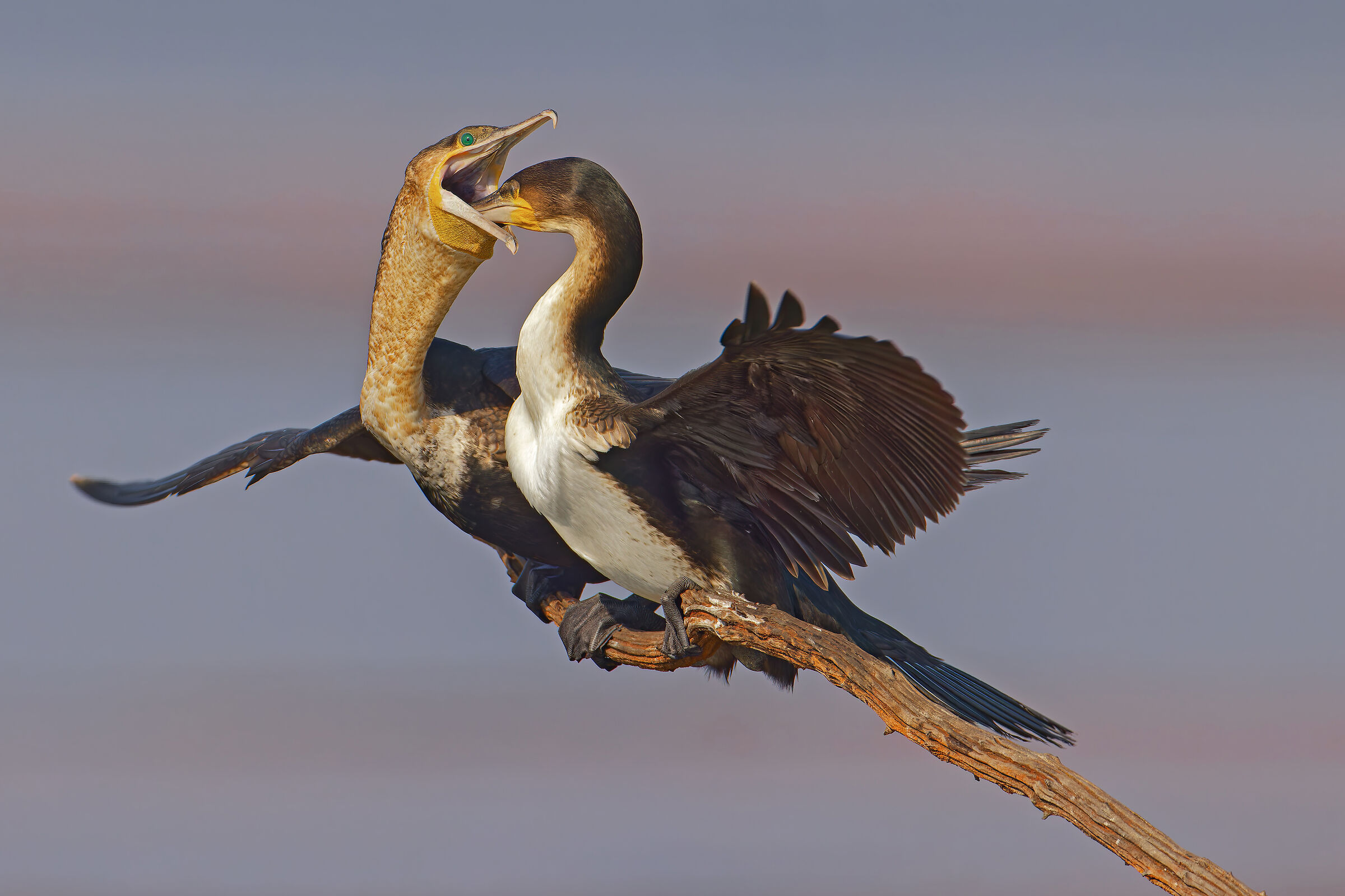 White-breasted cormorant