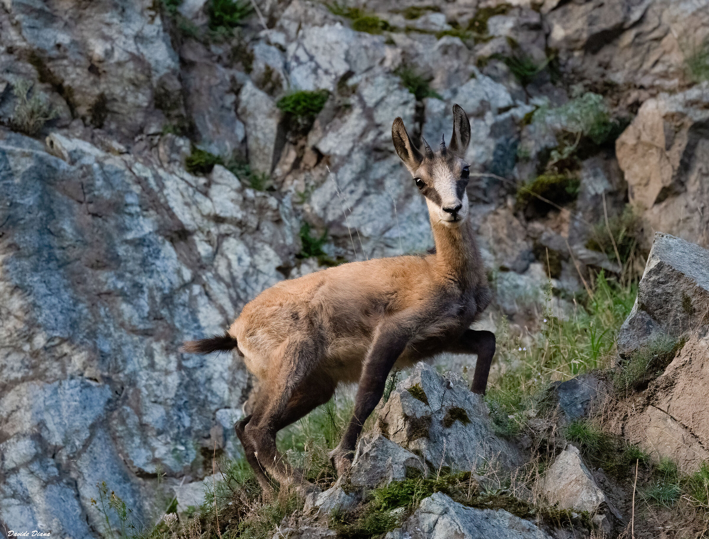Chamois