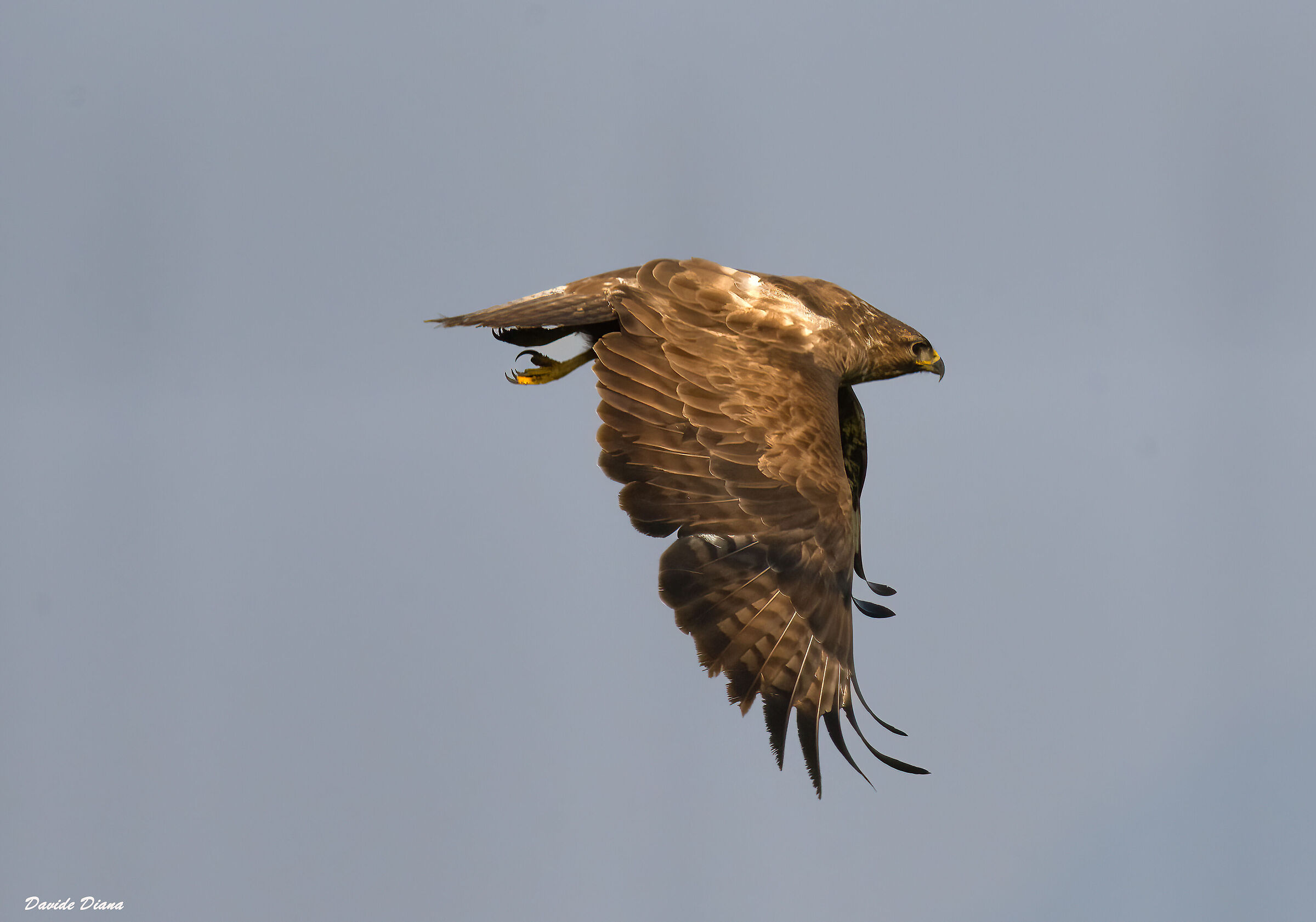 Buzzard
