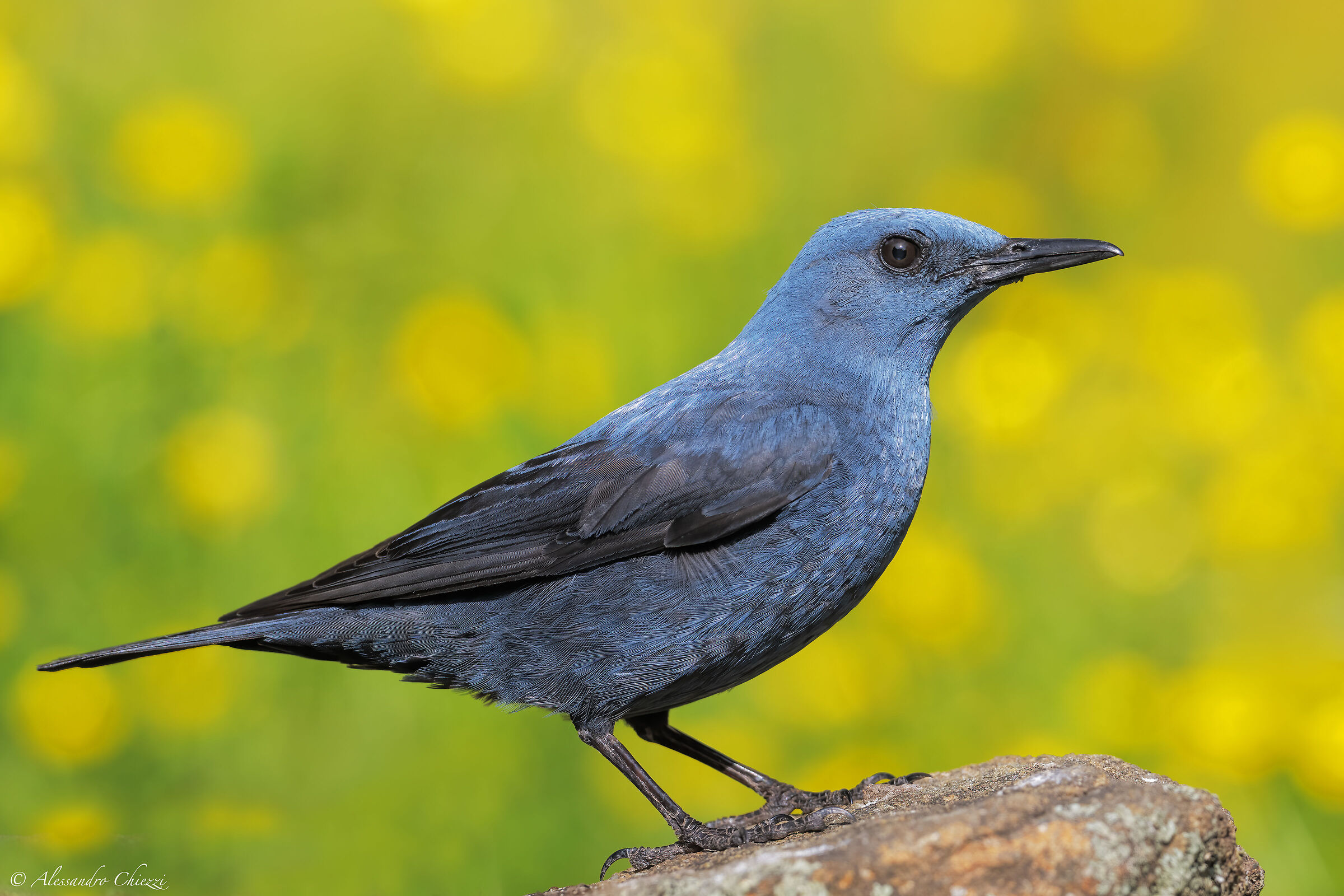 Cristiano's solitaire