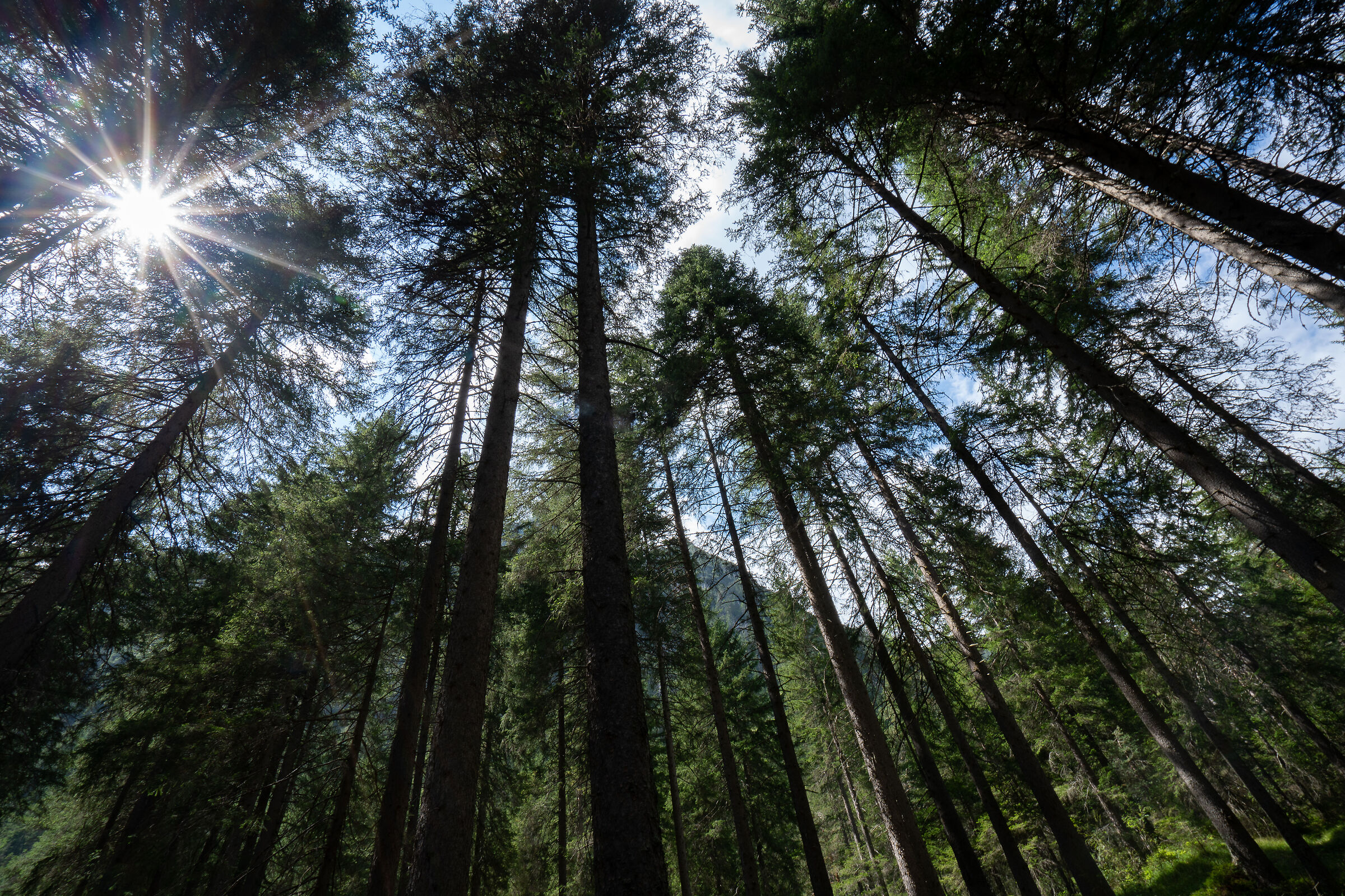 In mezzo al bosco
