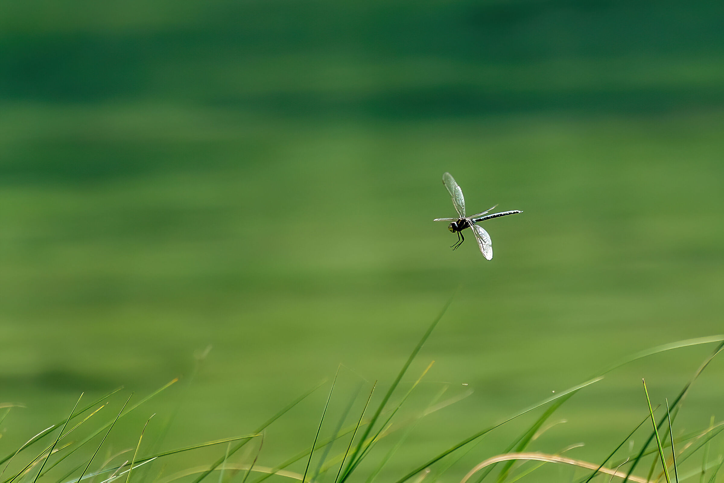 Libellula al volo...