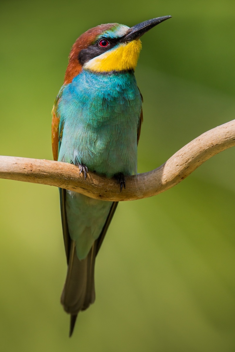 Bee Eater 2013