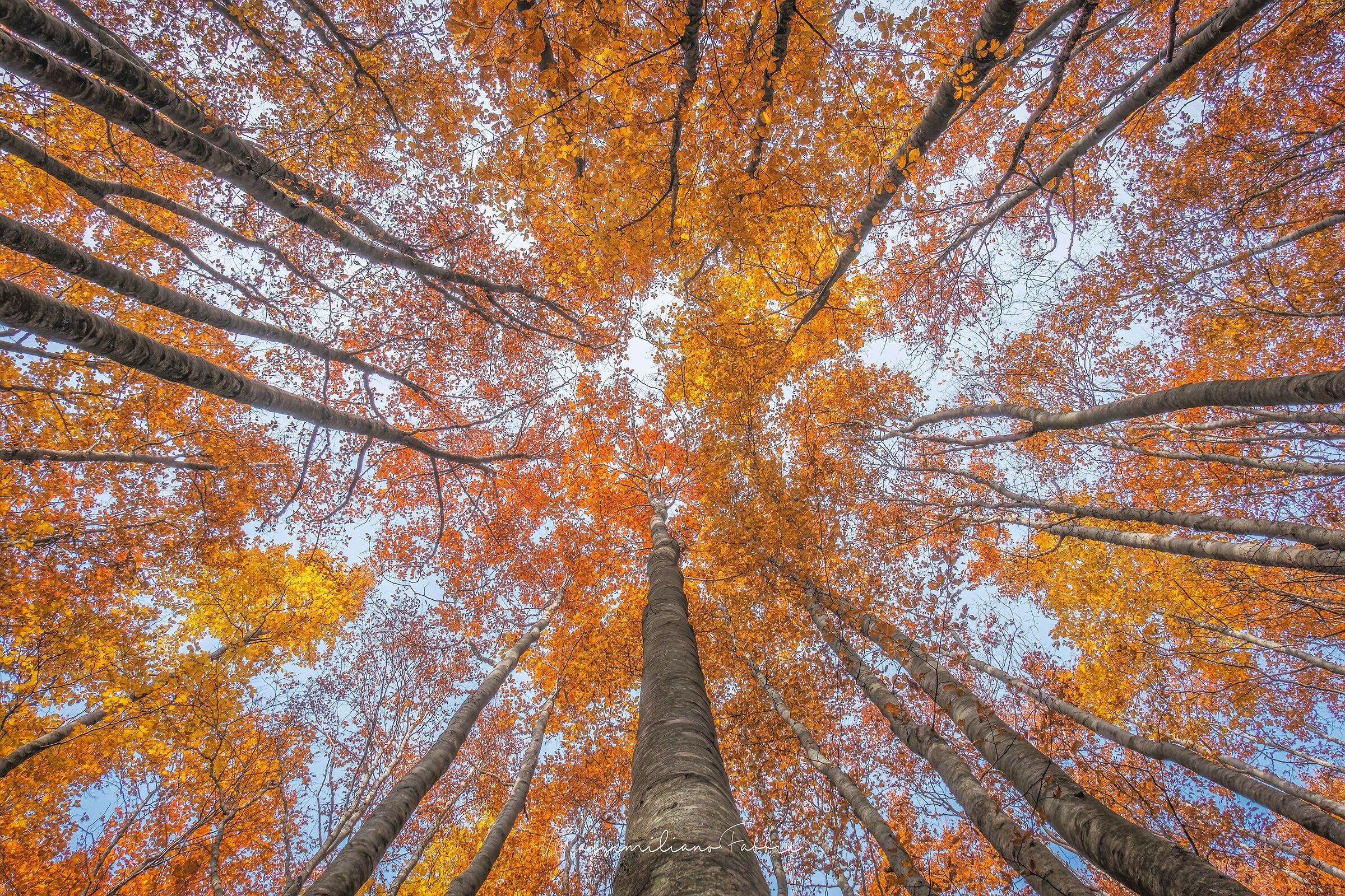 The roof of the forest