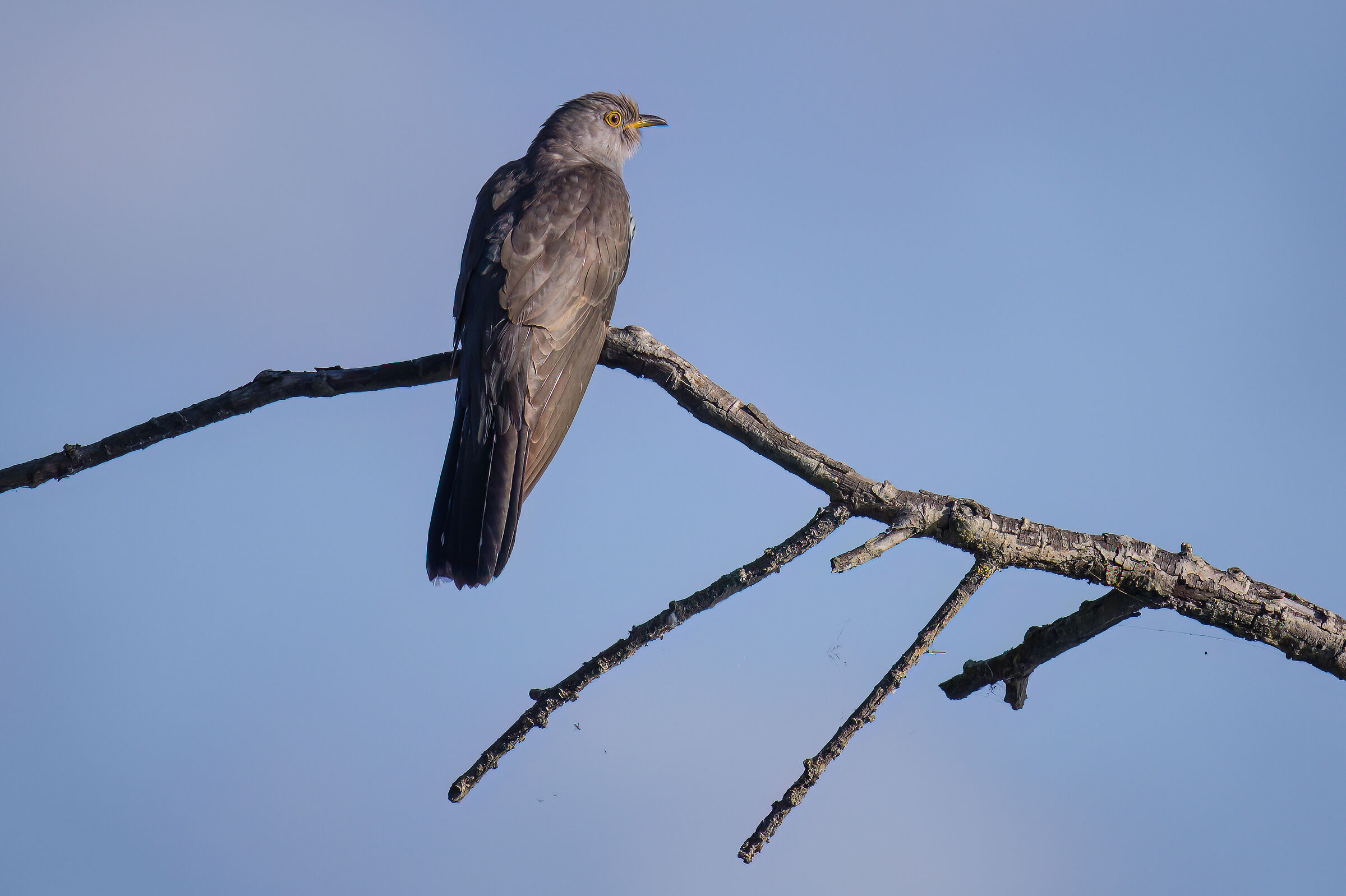 Cuckoo