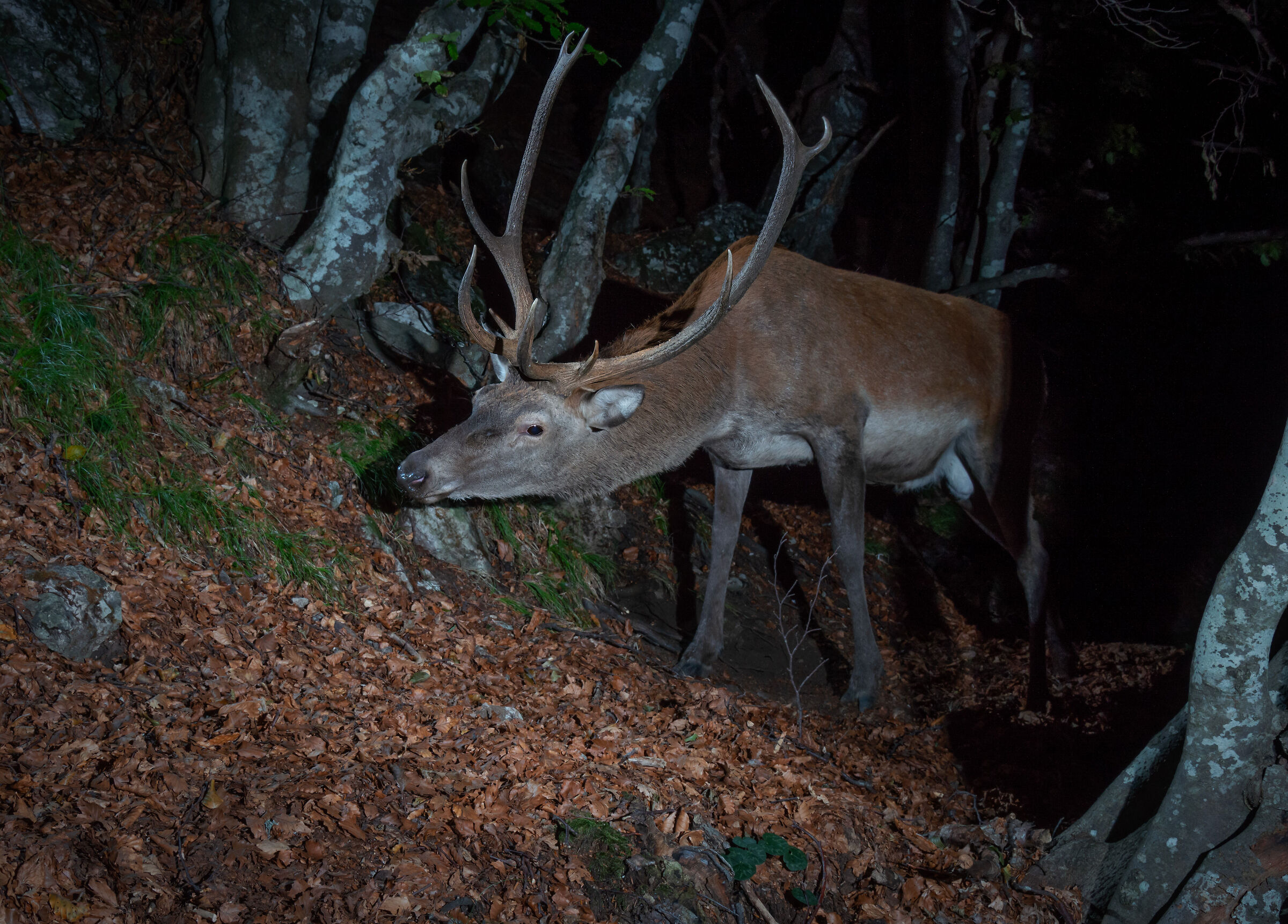 Deer