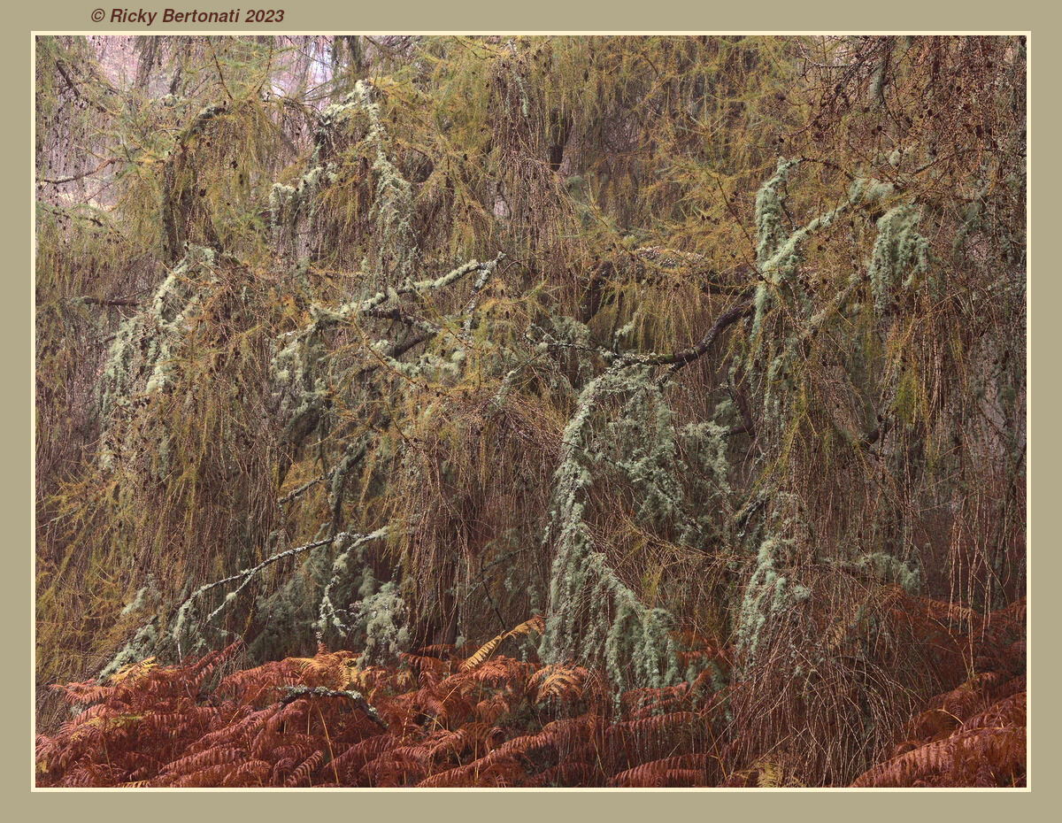 Colors in the forest