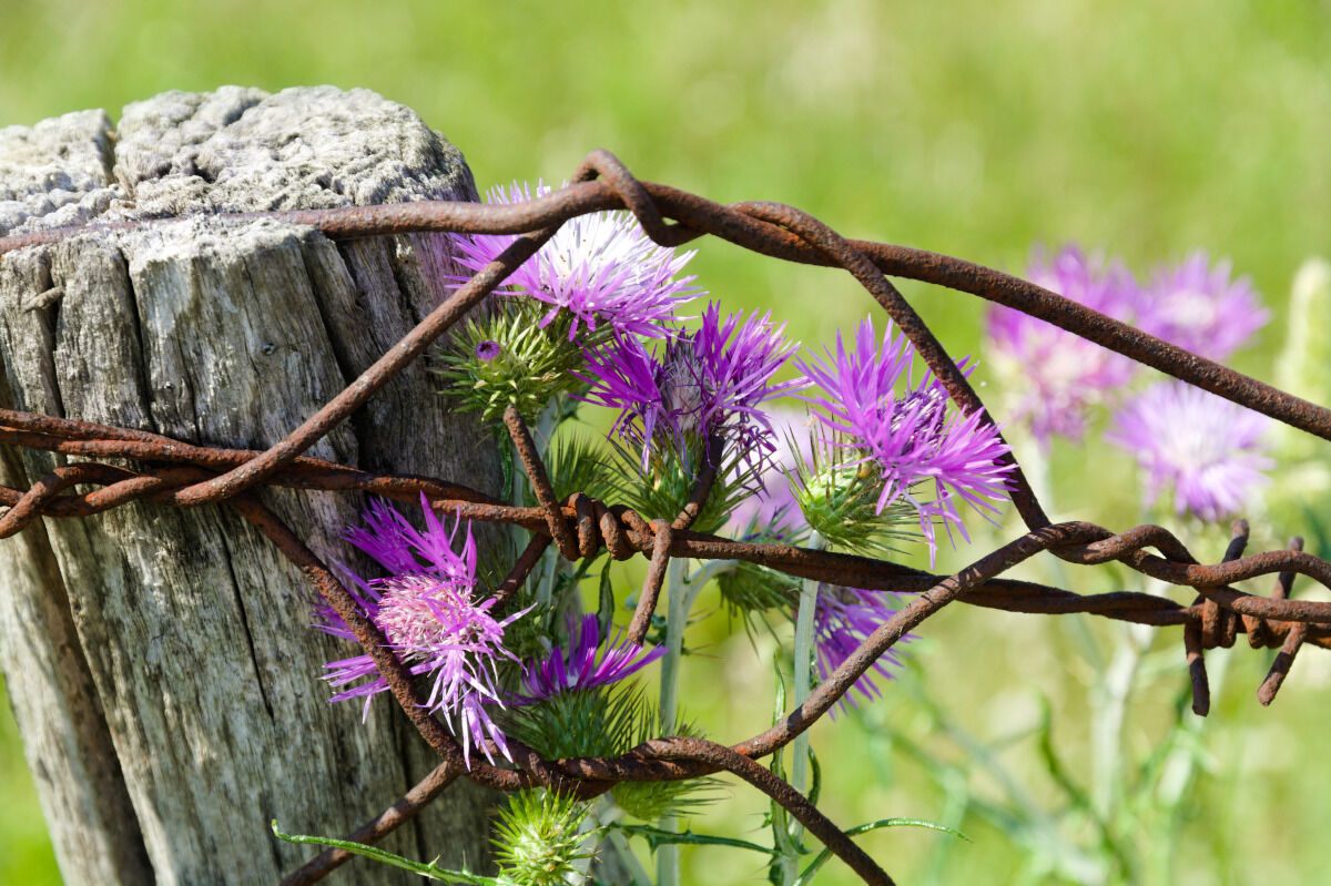 La natura vince sempre