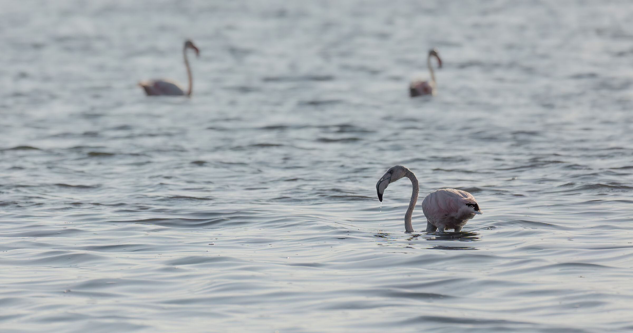 Flamingos of Orbetello