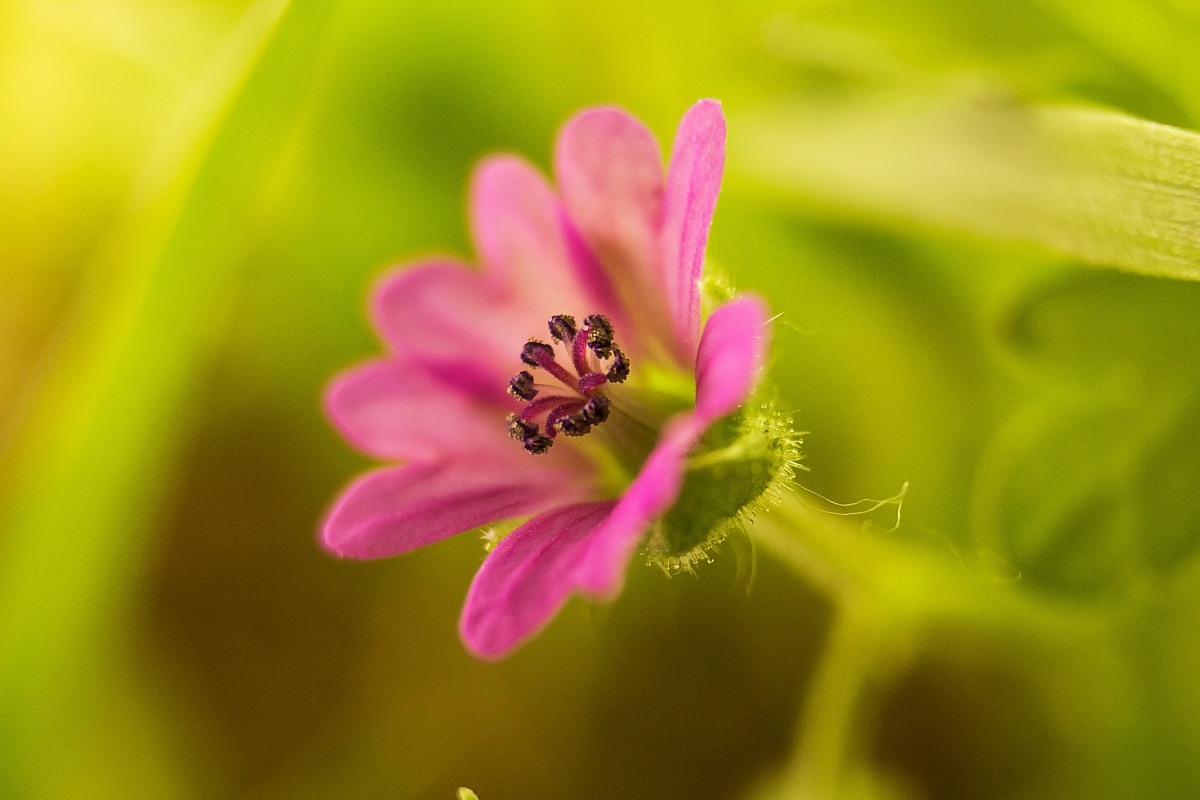 Pink flower