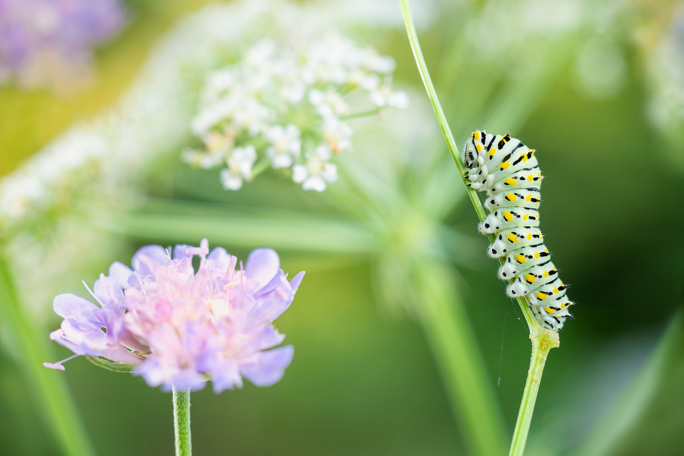 Macaone - Minolta Rokkor 50mm Macro