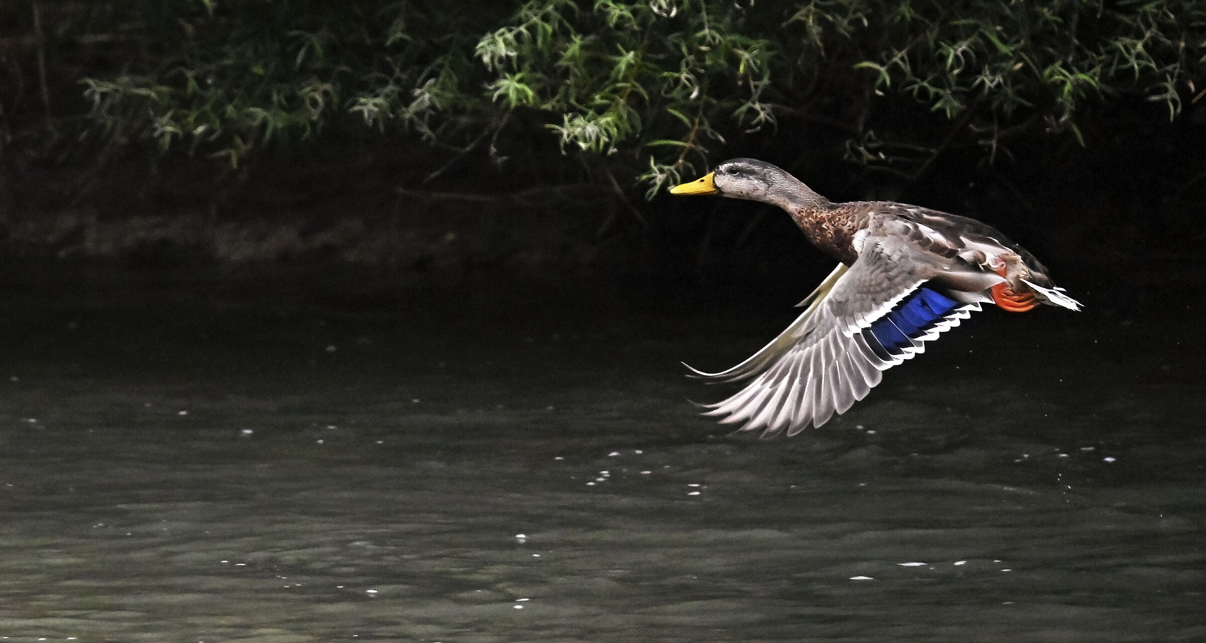 ggermano sul torrente Avisio