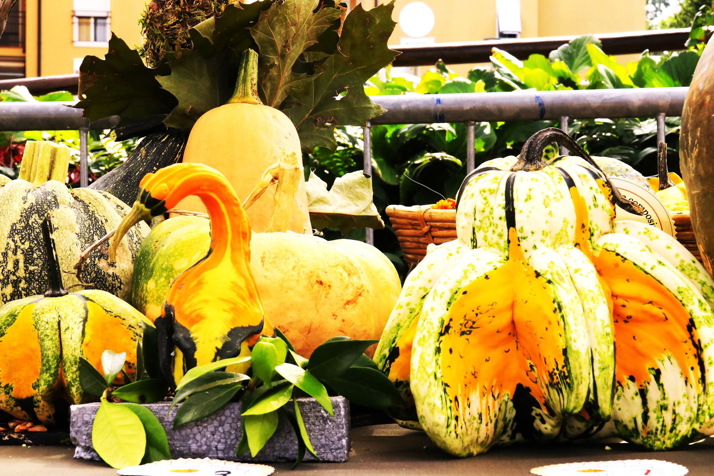 "Composizione mista di zucche ornamentali "