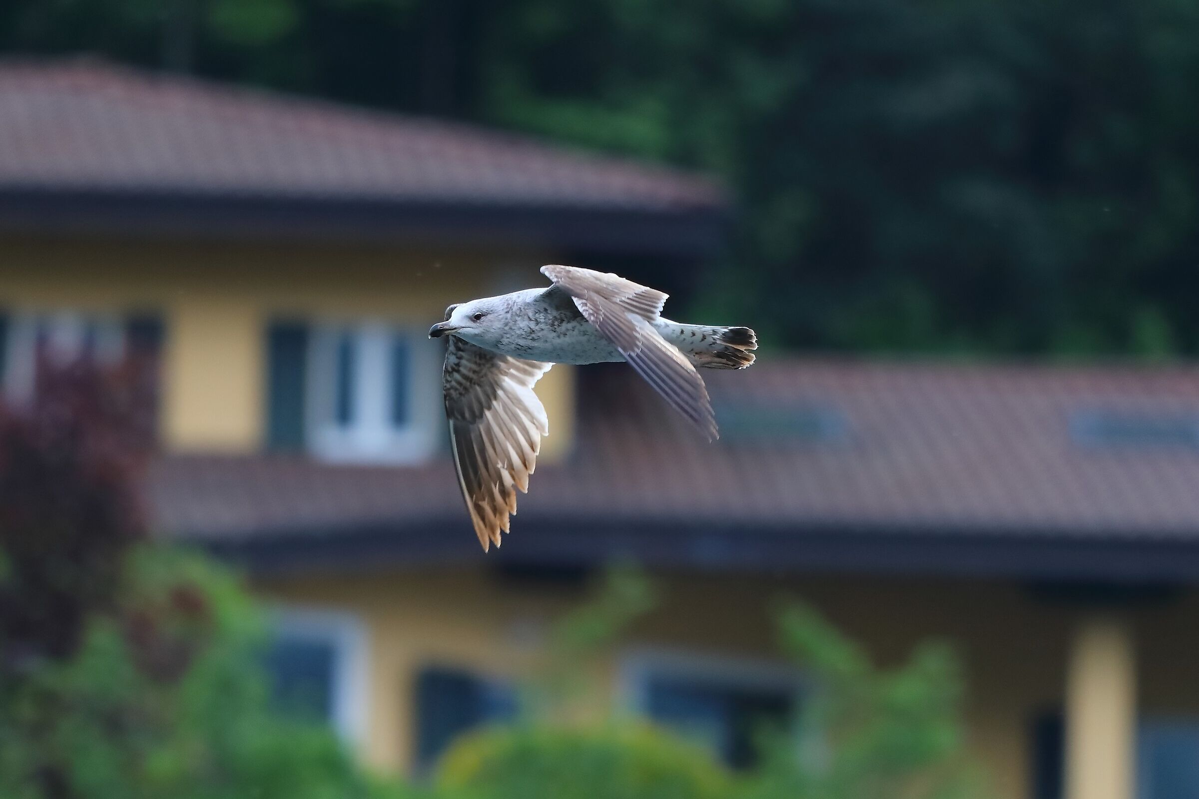 Gabbiano R 02-05-2023