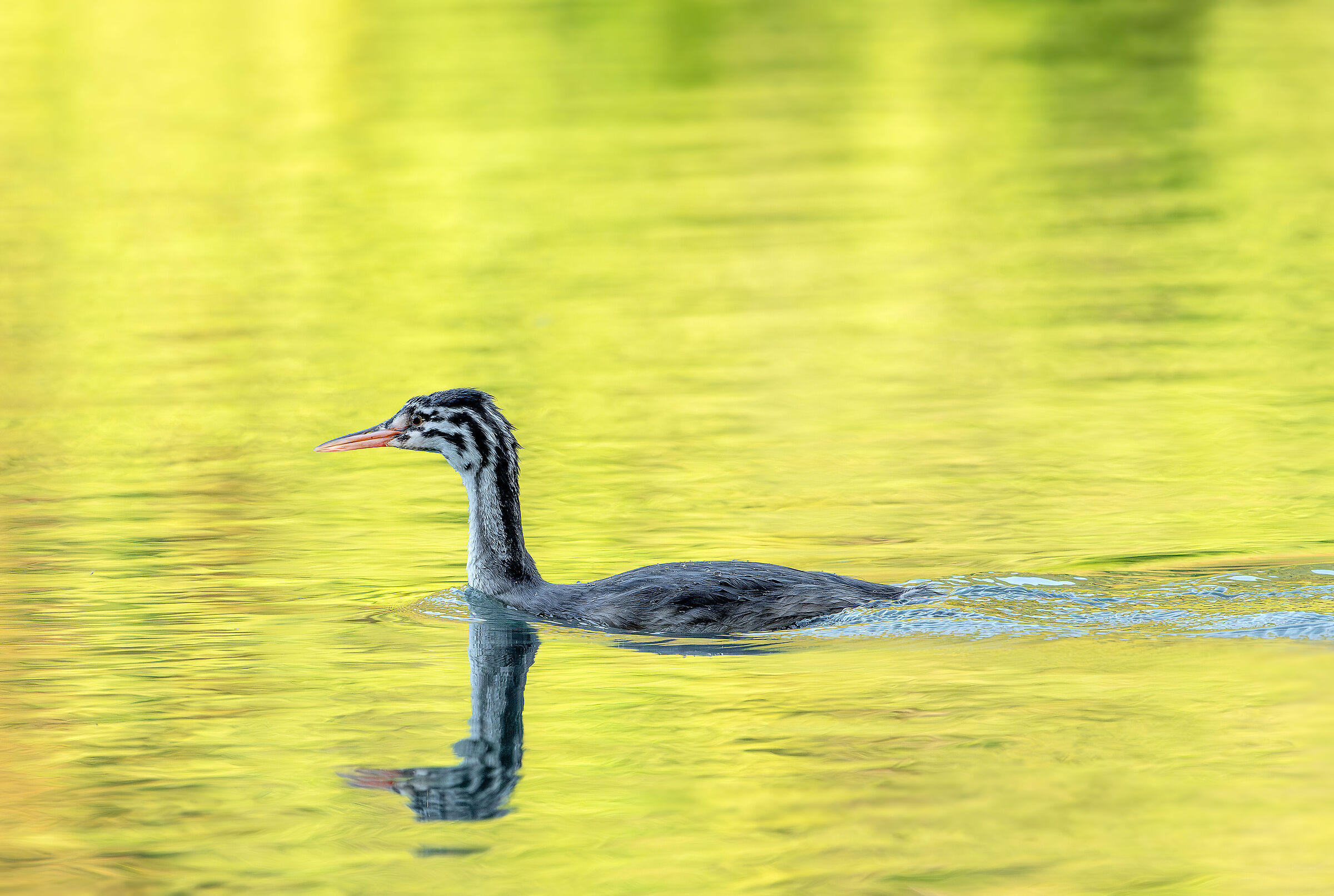 Grebe