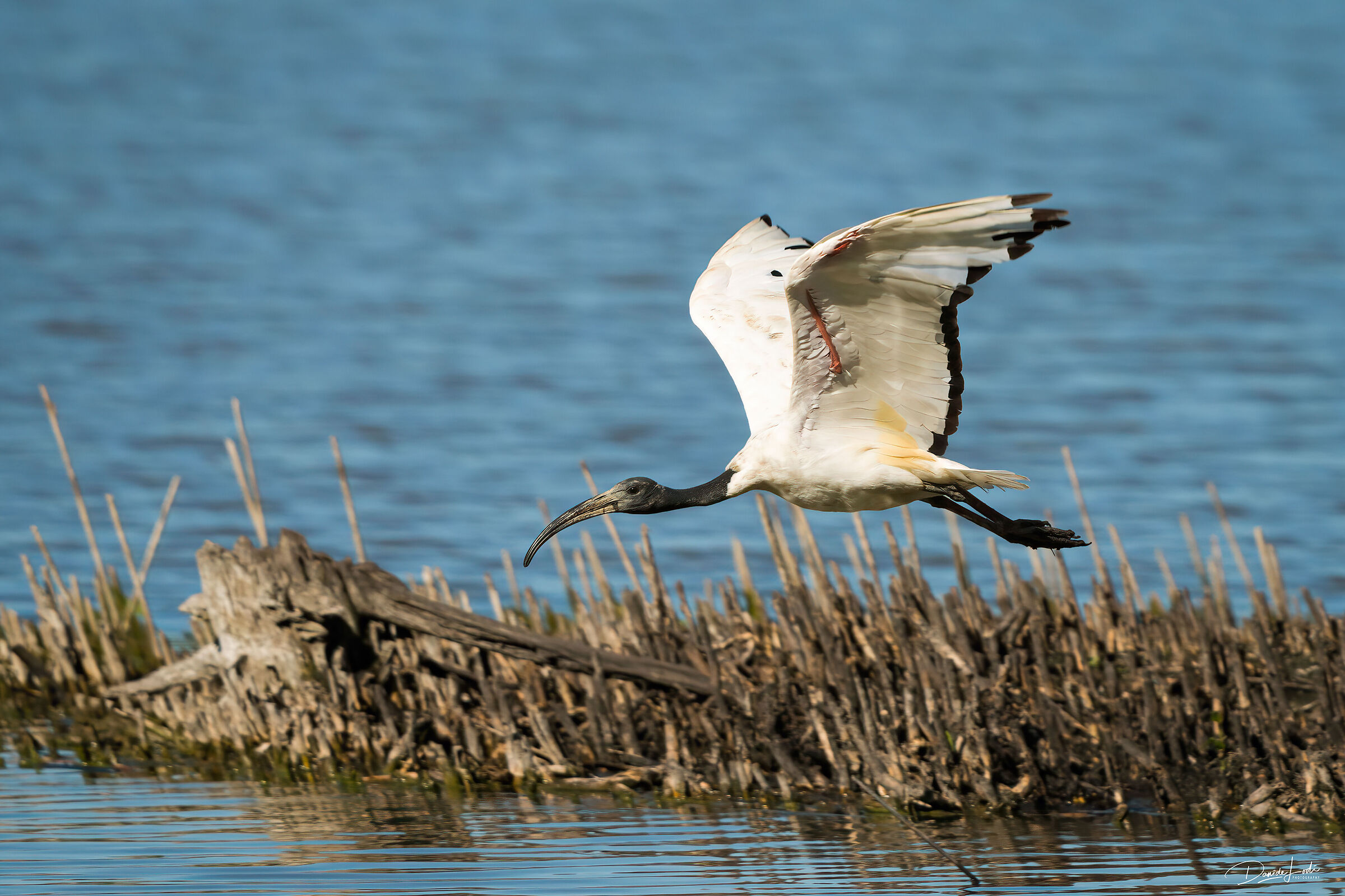 Sacred ibis