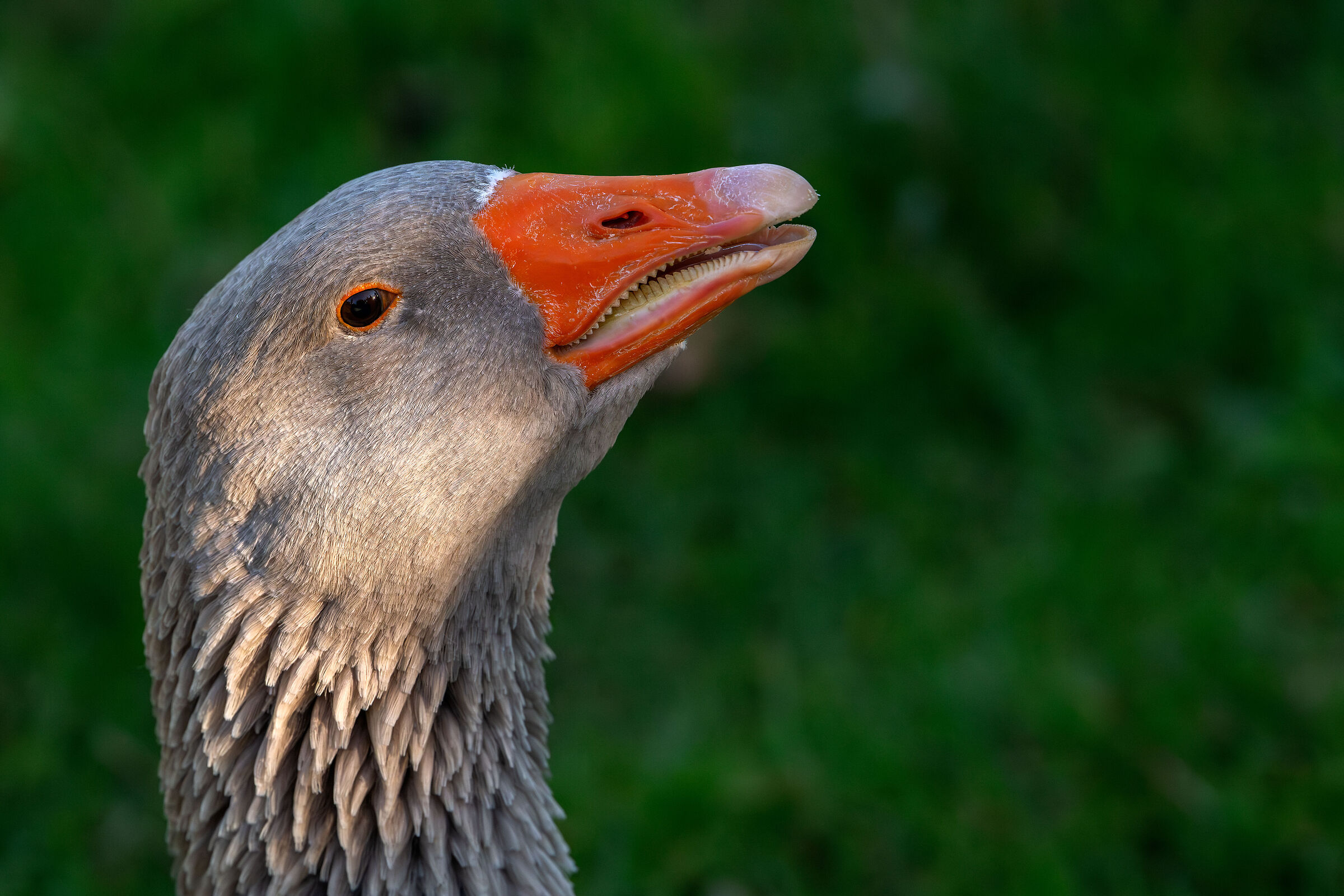 Goose portrait of Toulouse