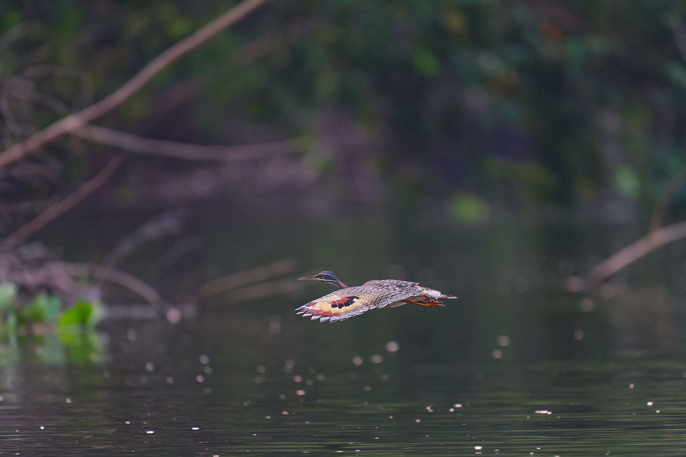Il tarabuso del sole [Eurypyga helias] (Sunbittern)