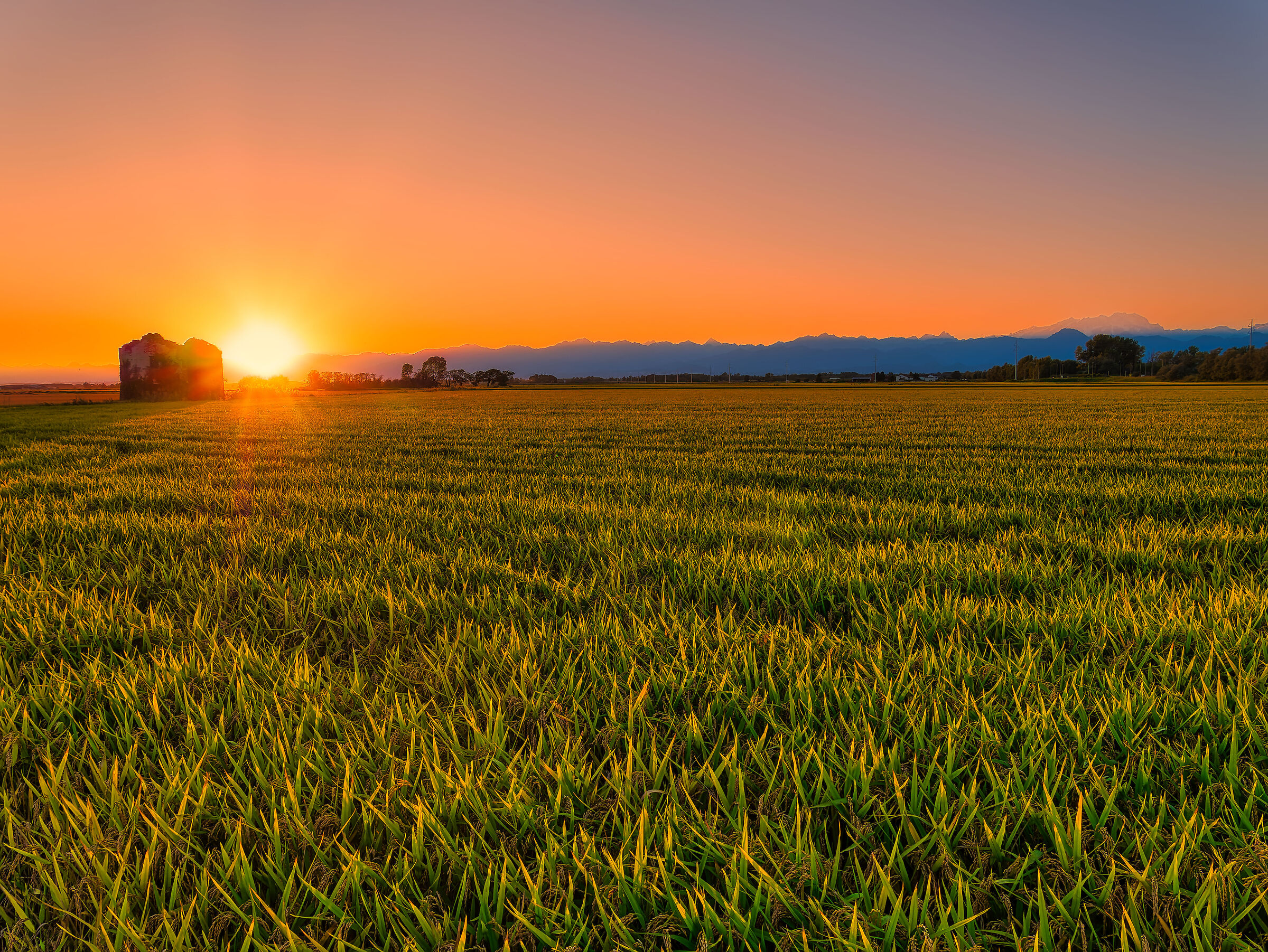 Sunset over the rice fields of Casalbeltrame ...
