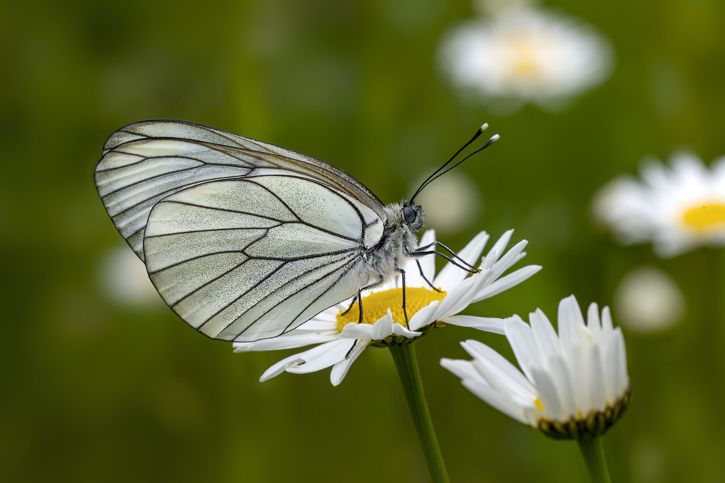 Aporia crataegi
