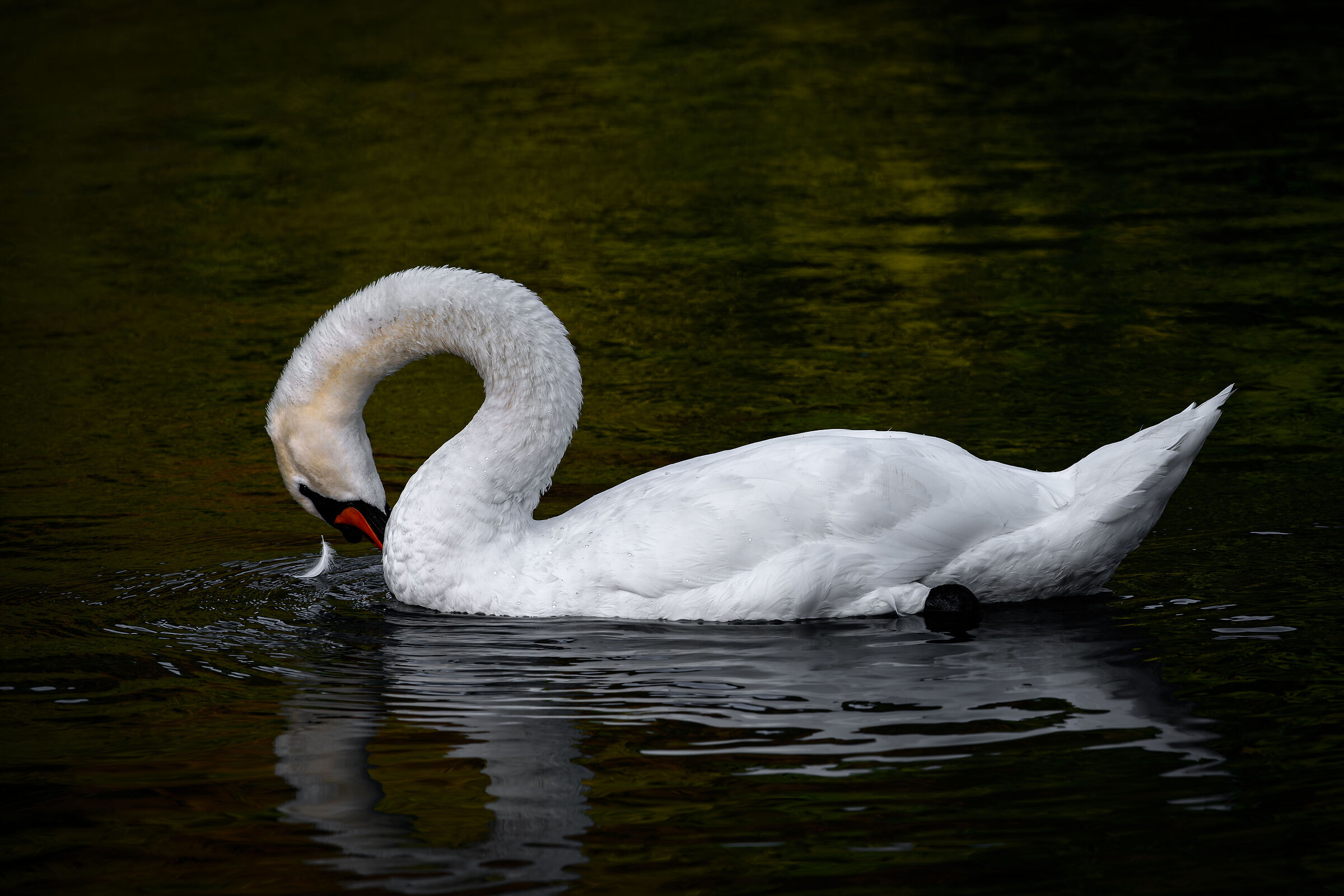 Swan