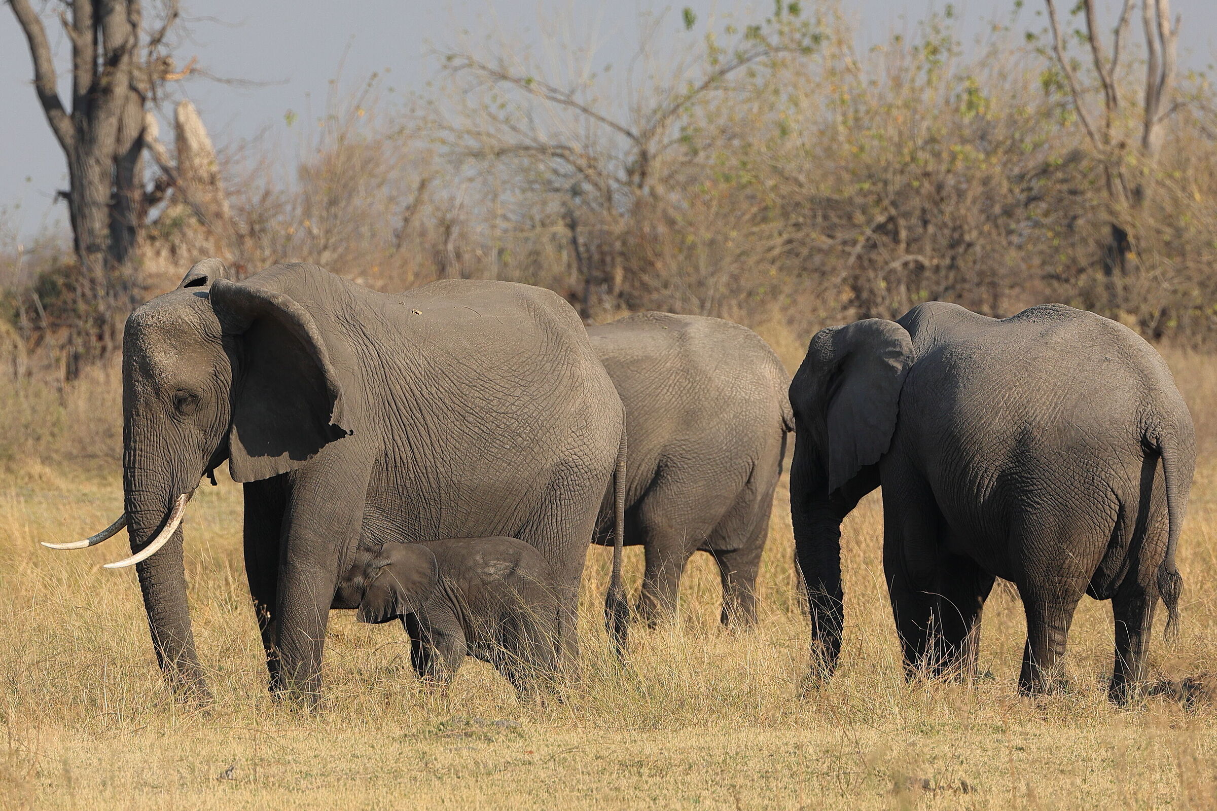 Botswana - allattamento al seno