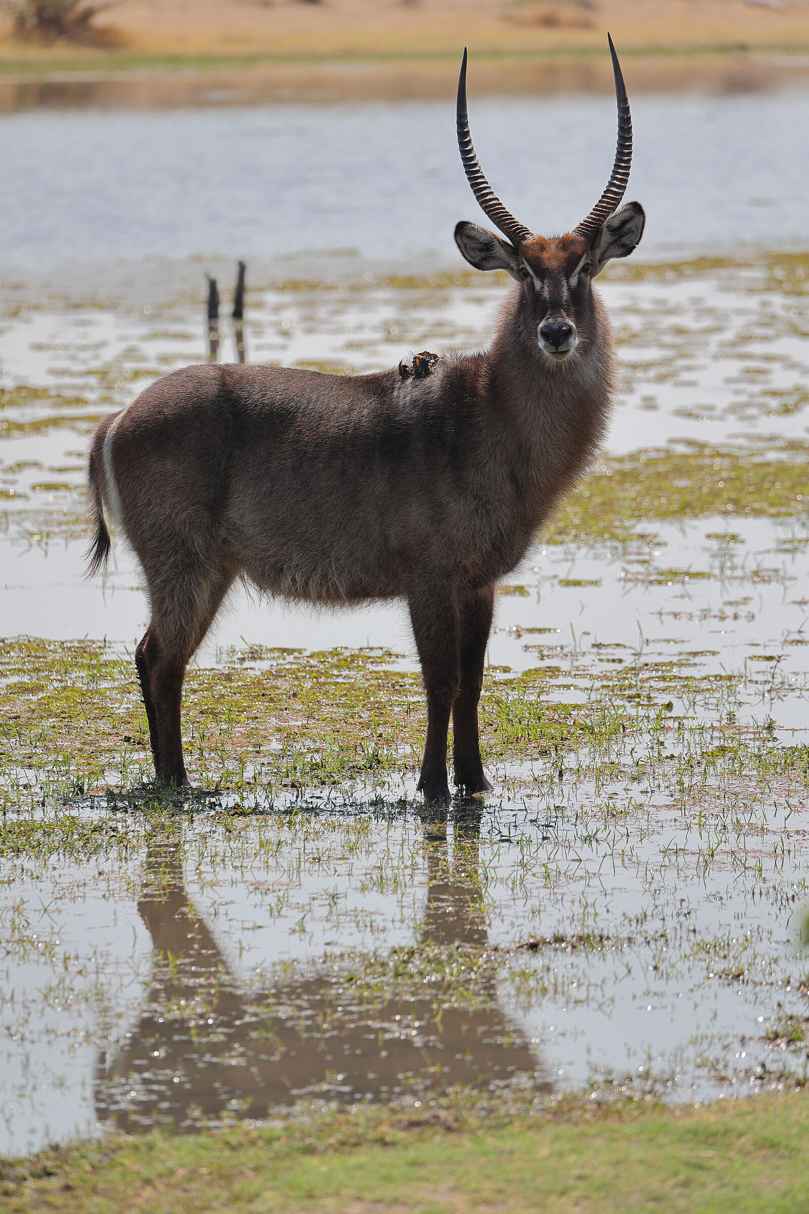 Botswana - Waterbuck - Antilope d'acqua