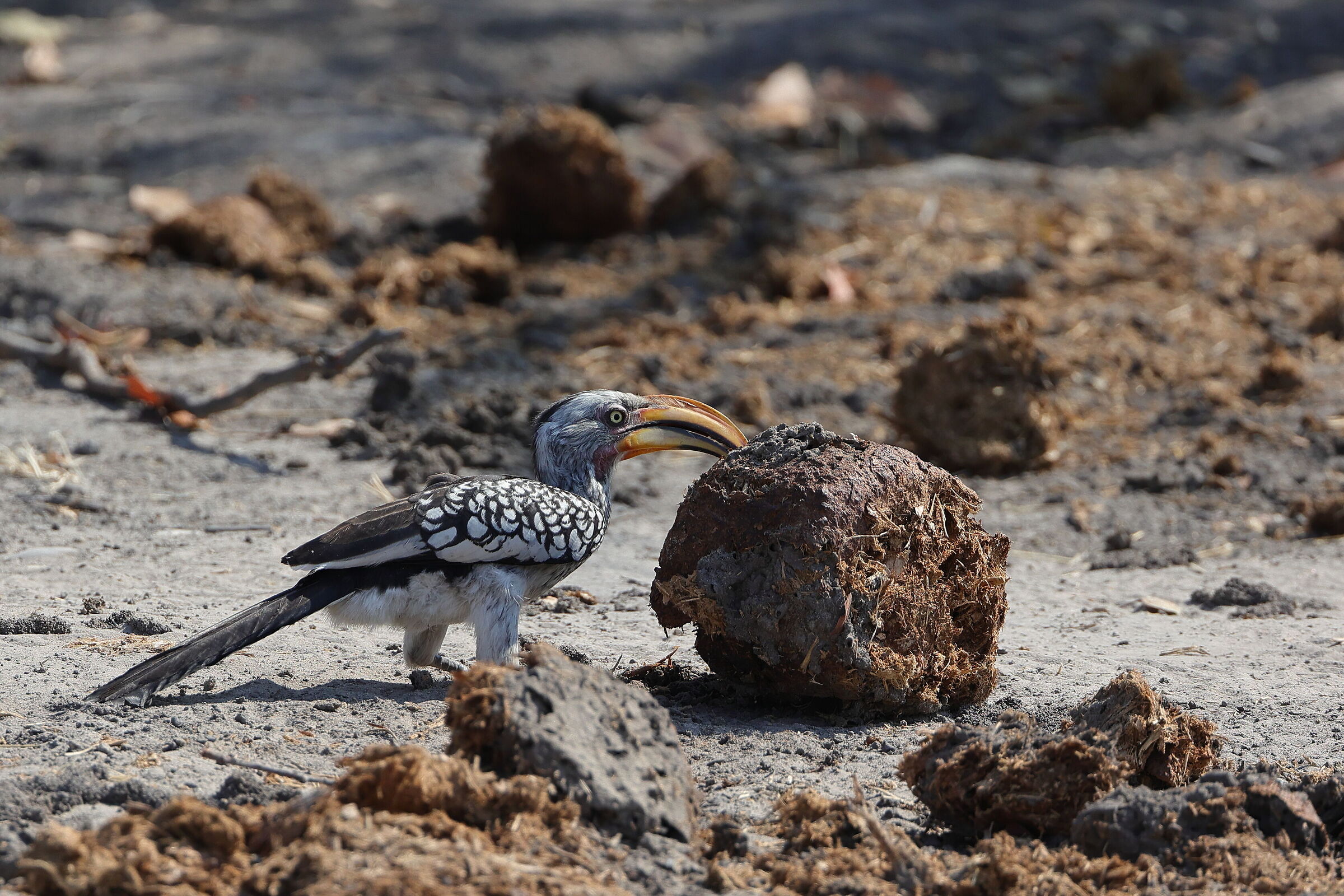Botswana - buccero all'opera con sterco di elefante
