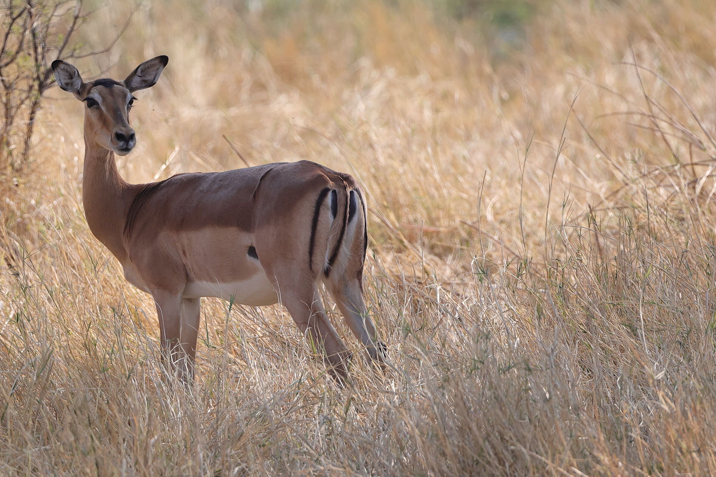 Botswana - Impala