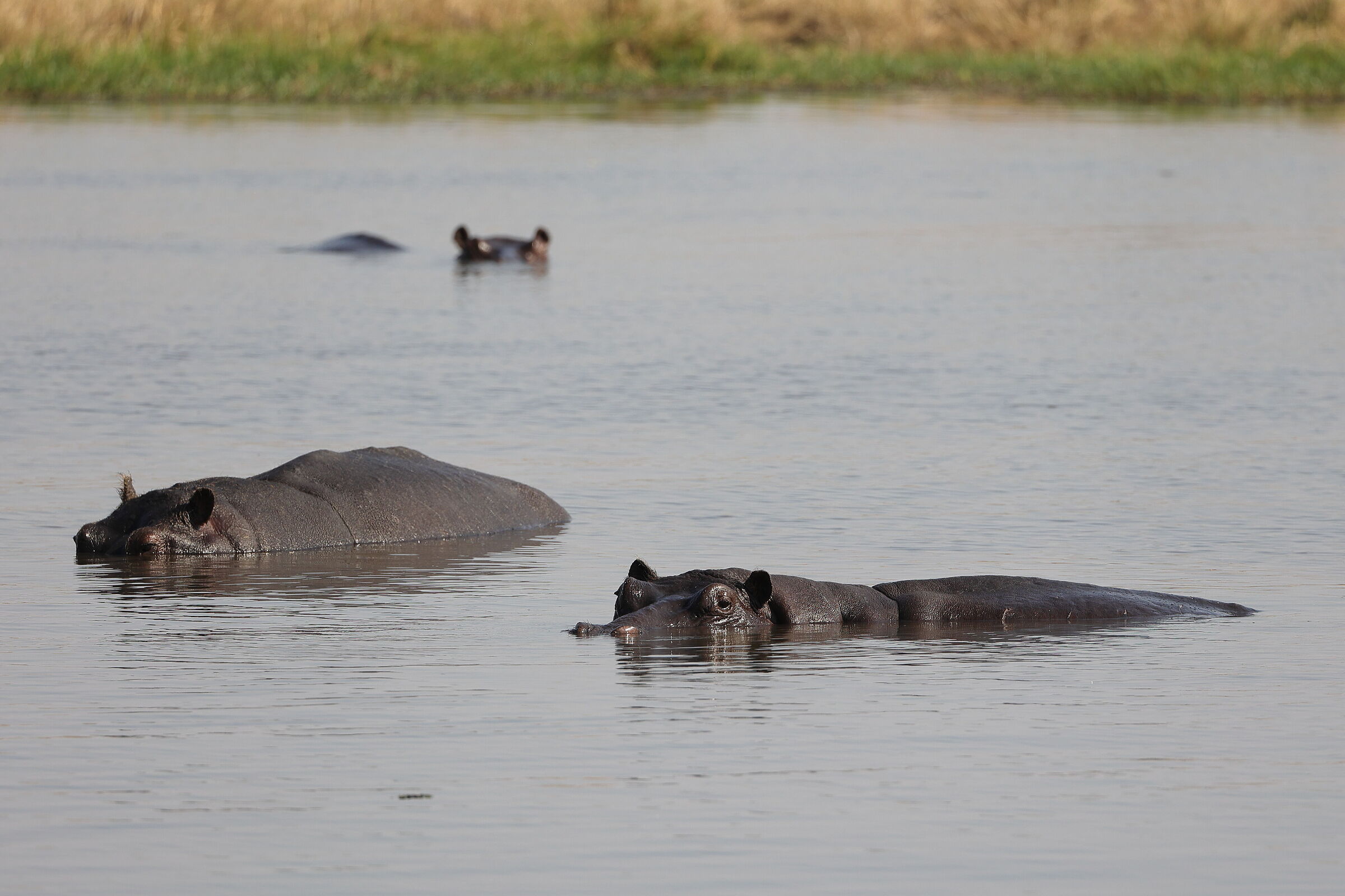 Botswana - Ippopotami