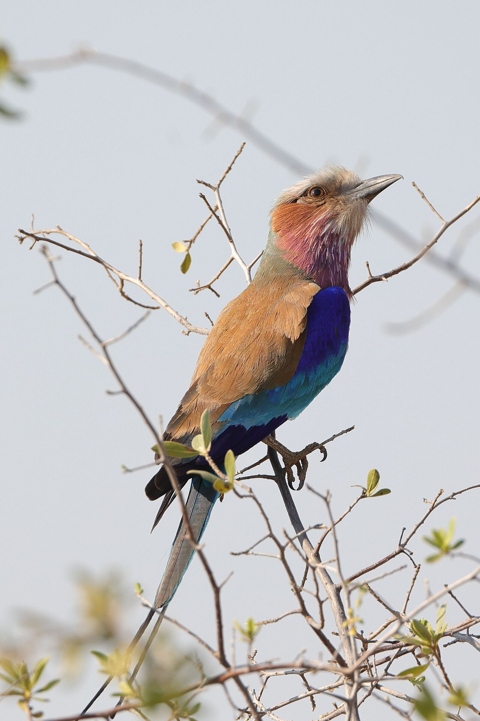 Botswana - Ghiandaia marina pettolilla