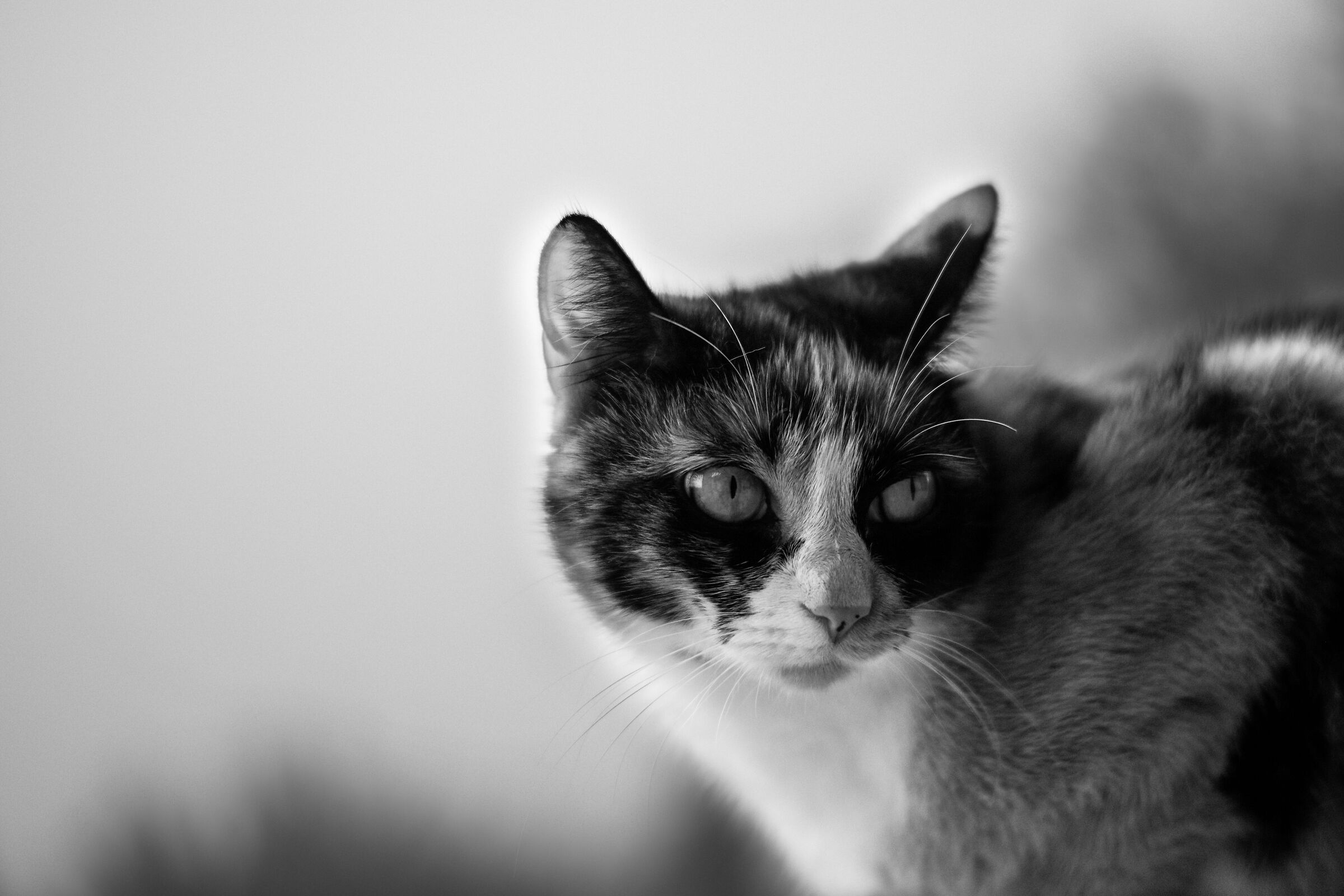 Clara in black and white