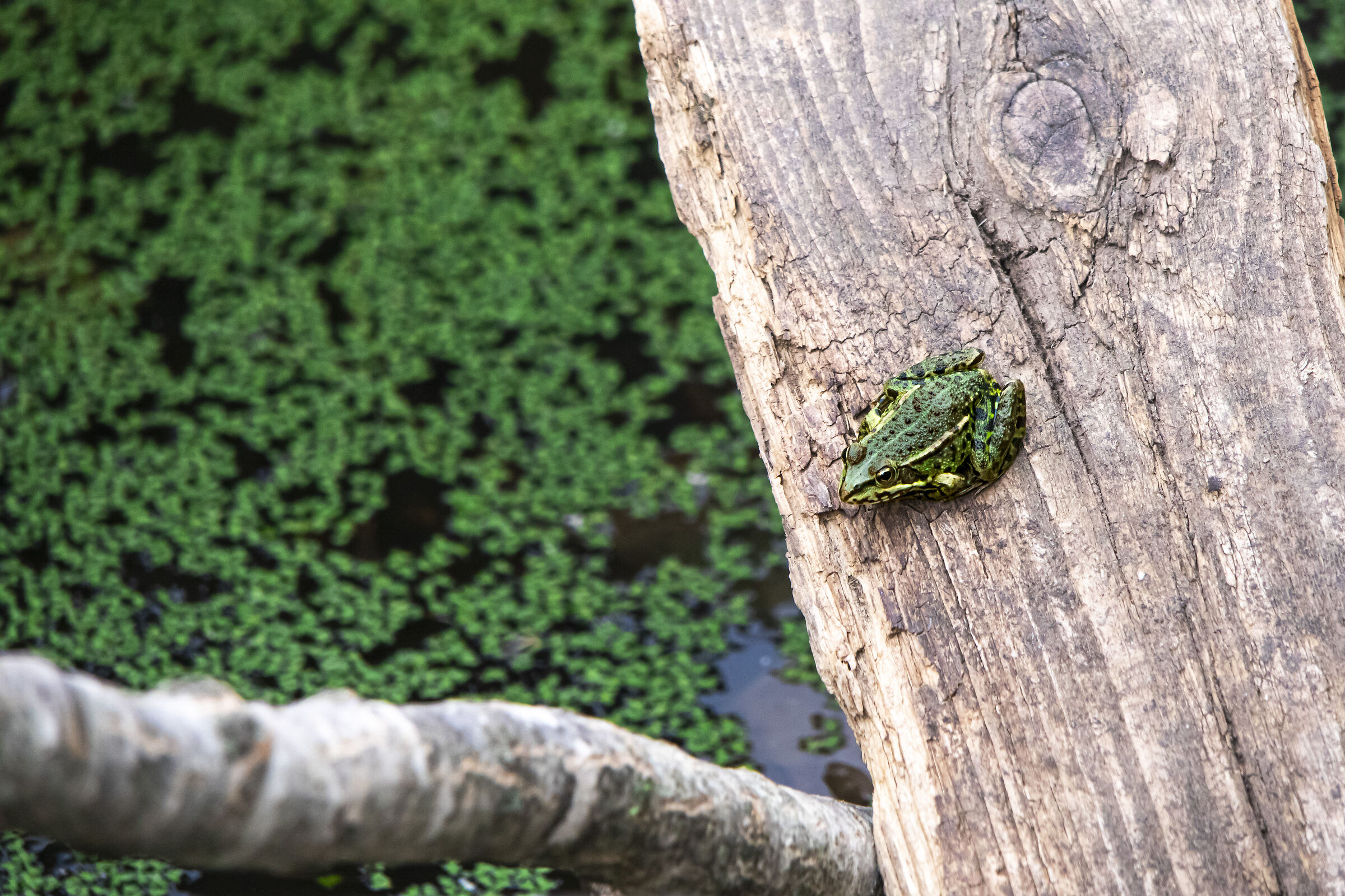 Caffarella frog