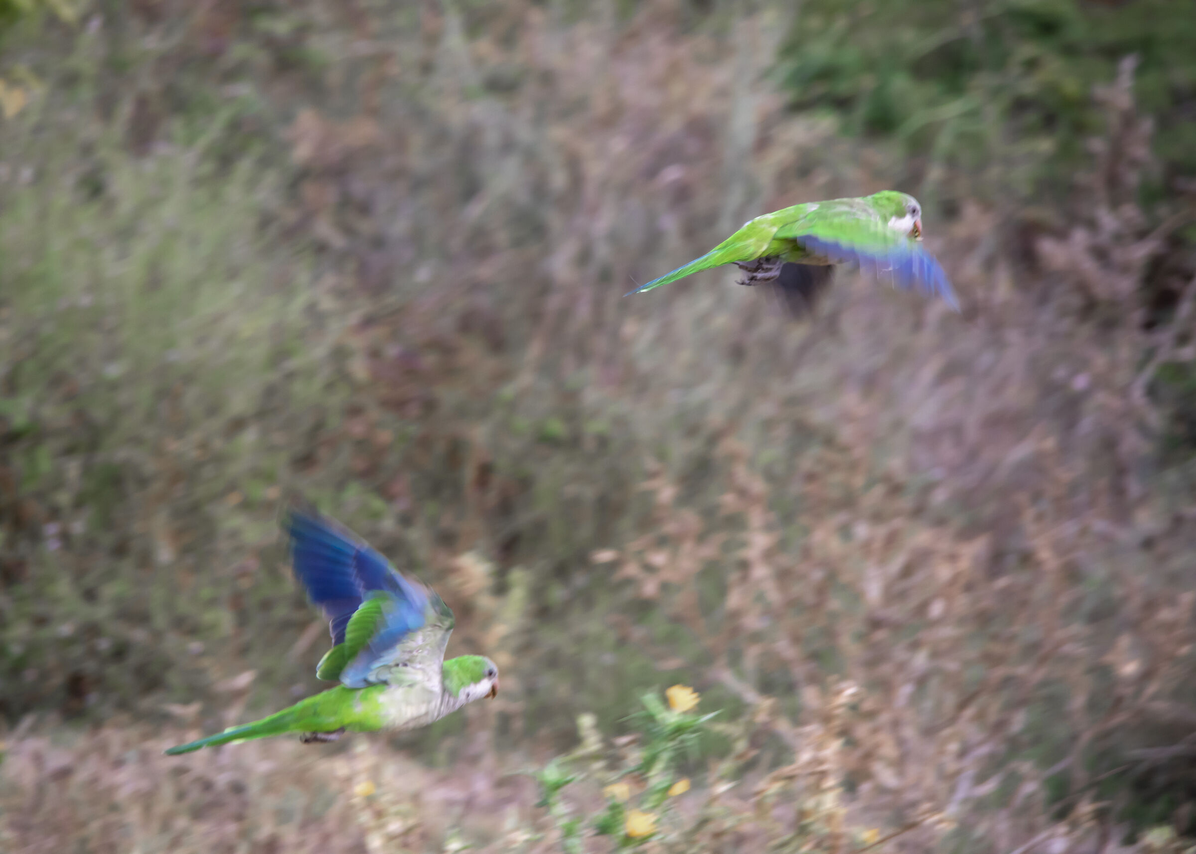 budgerigars