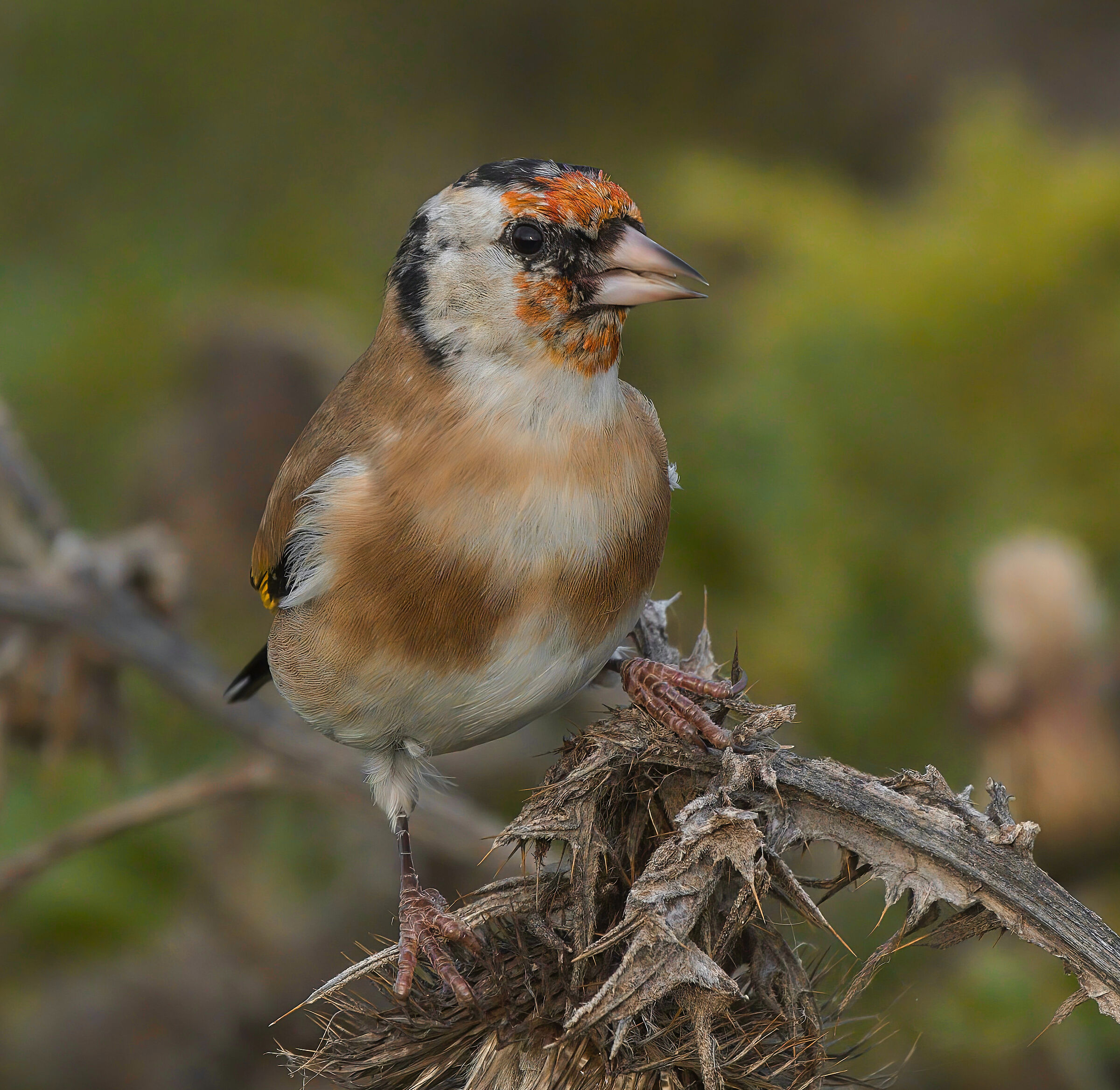 Goldfinch juvenile