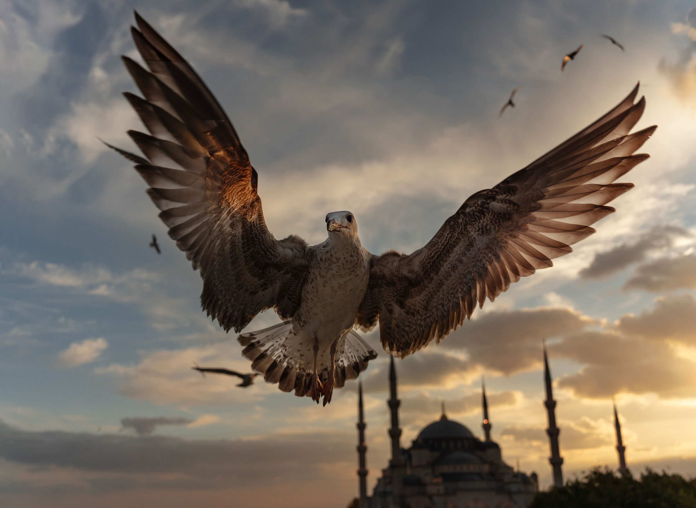 The Seagull and the Mosque