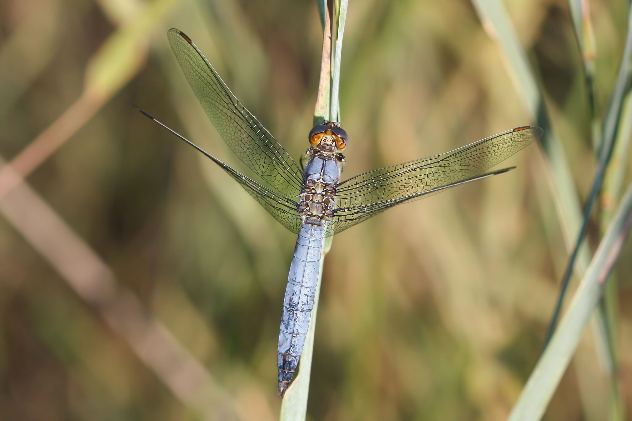My first Macros: Orthetrum brunneum