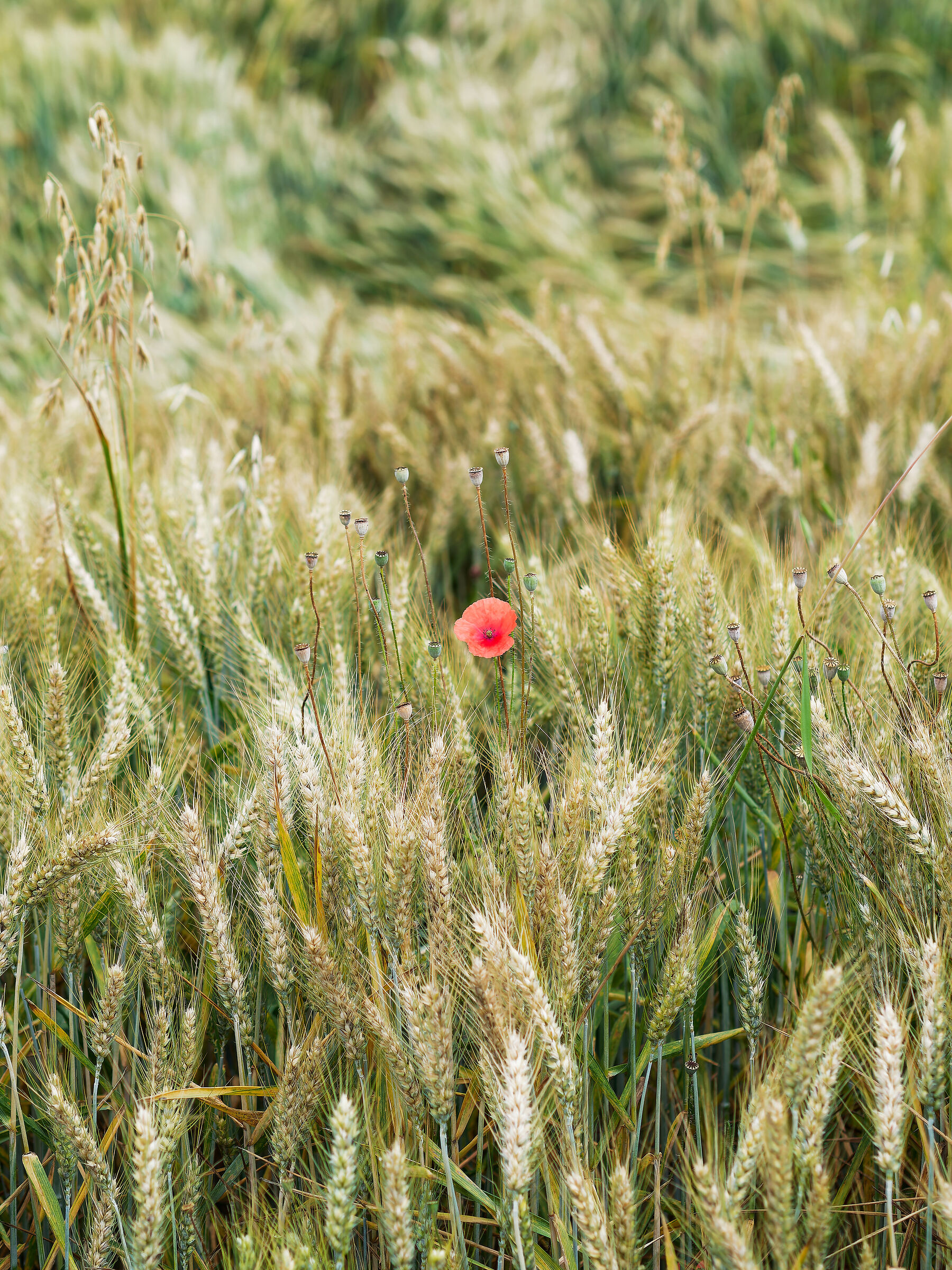 colore tra le spighe