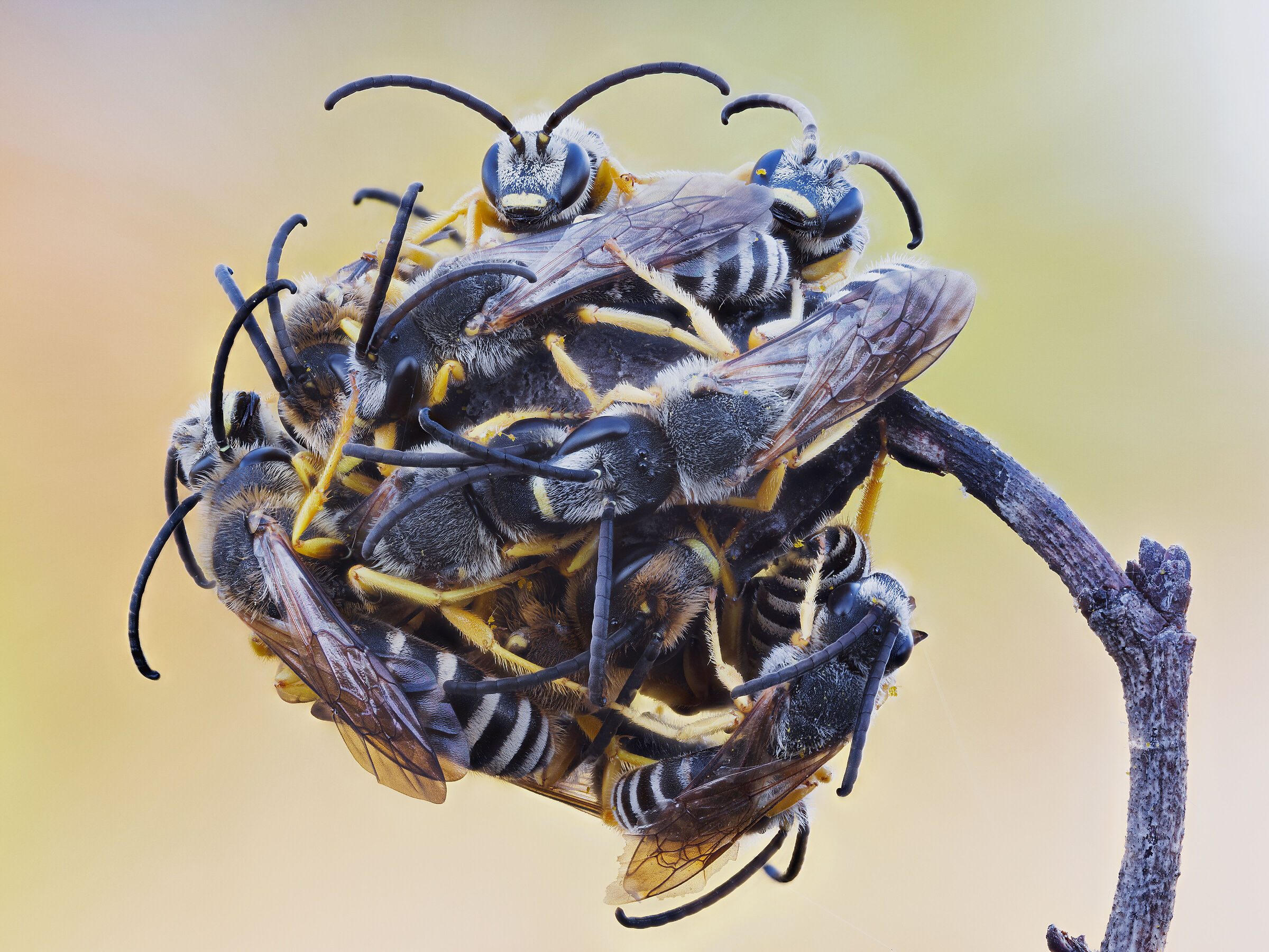 Dormitorio di Halictus scabiosae