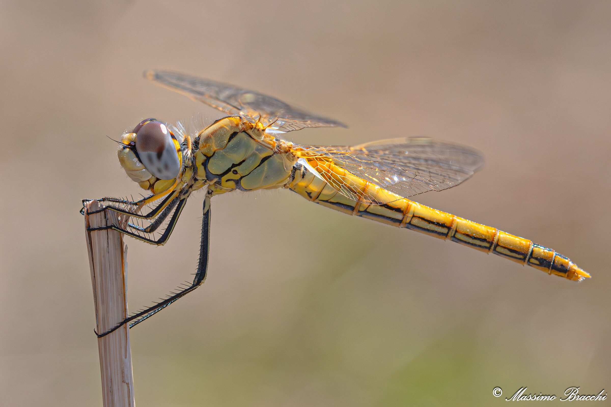 Libellula.
