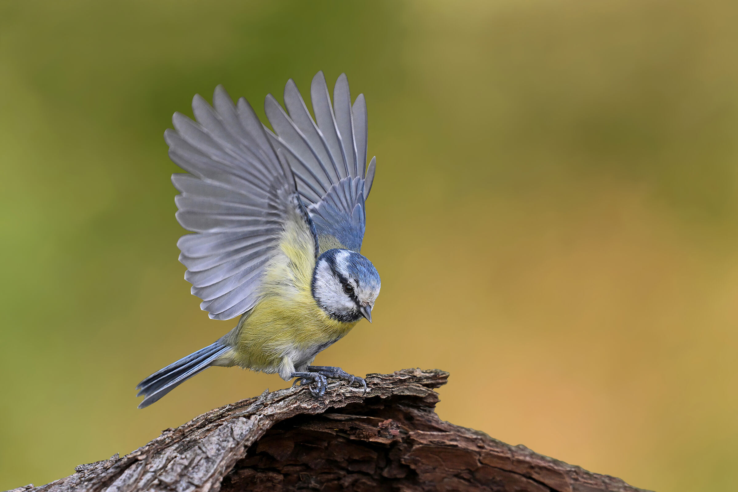 Feather Stories 11 (Blue)