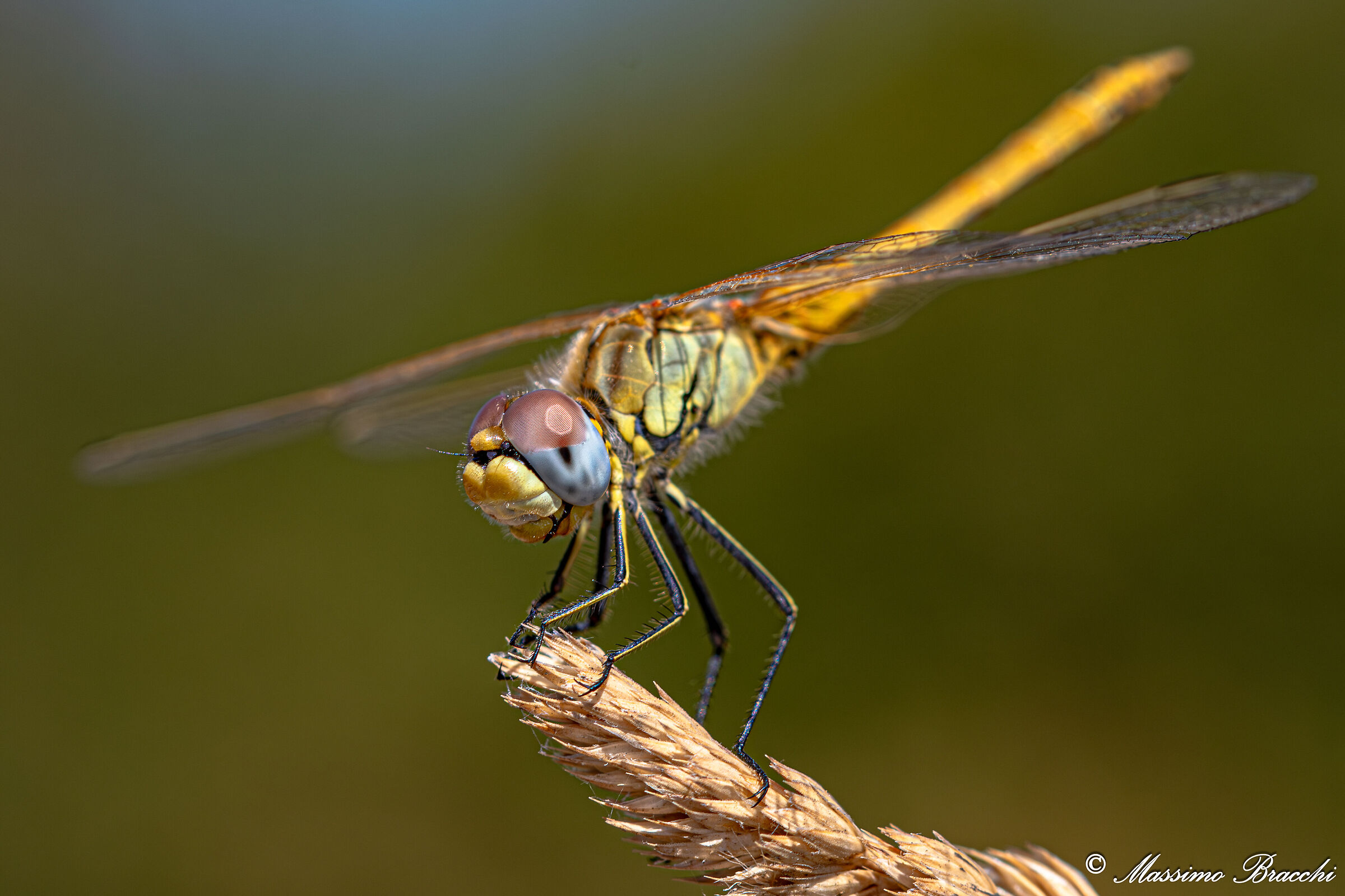 Libellula.