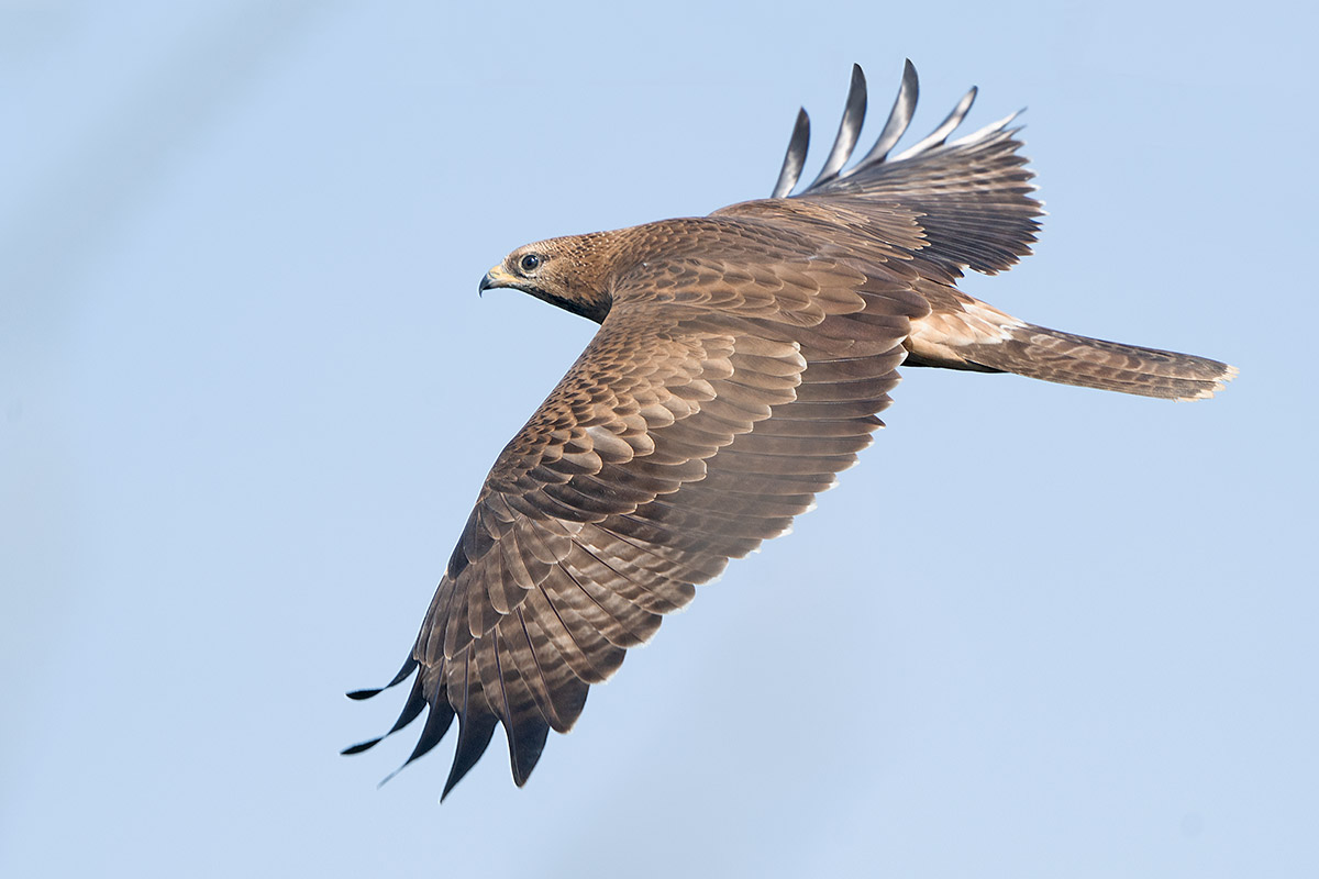 Falco pecchiaiolo Juv.