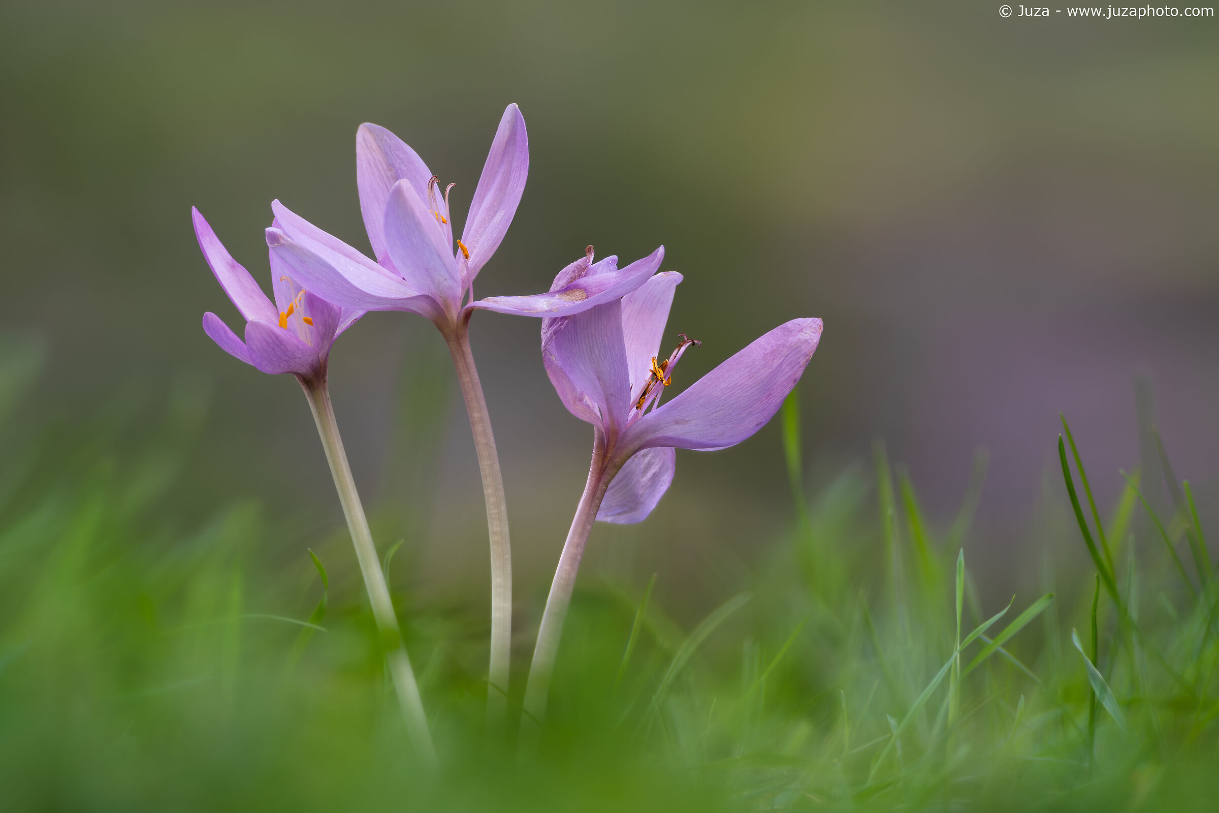 Colchicum autumnale