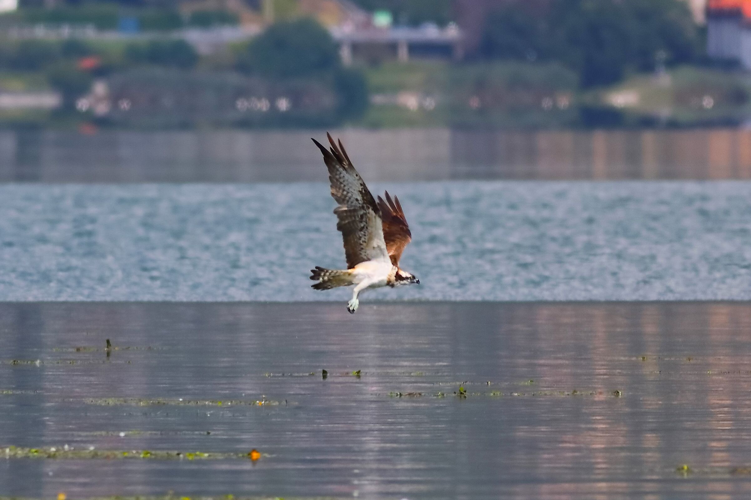 Falco pescatore 01-09-2023 - 189