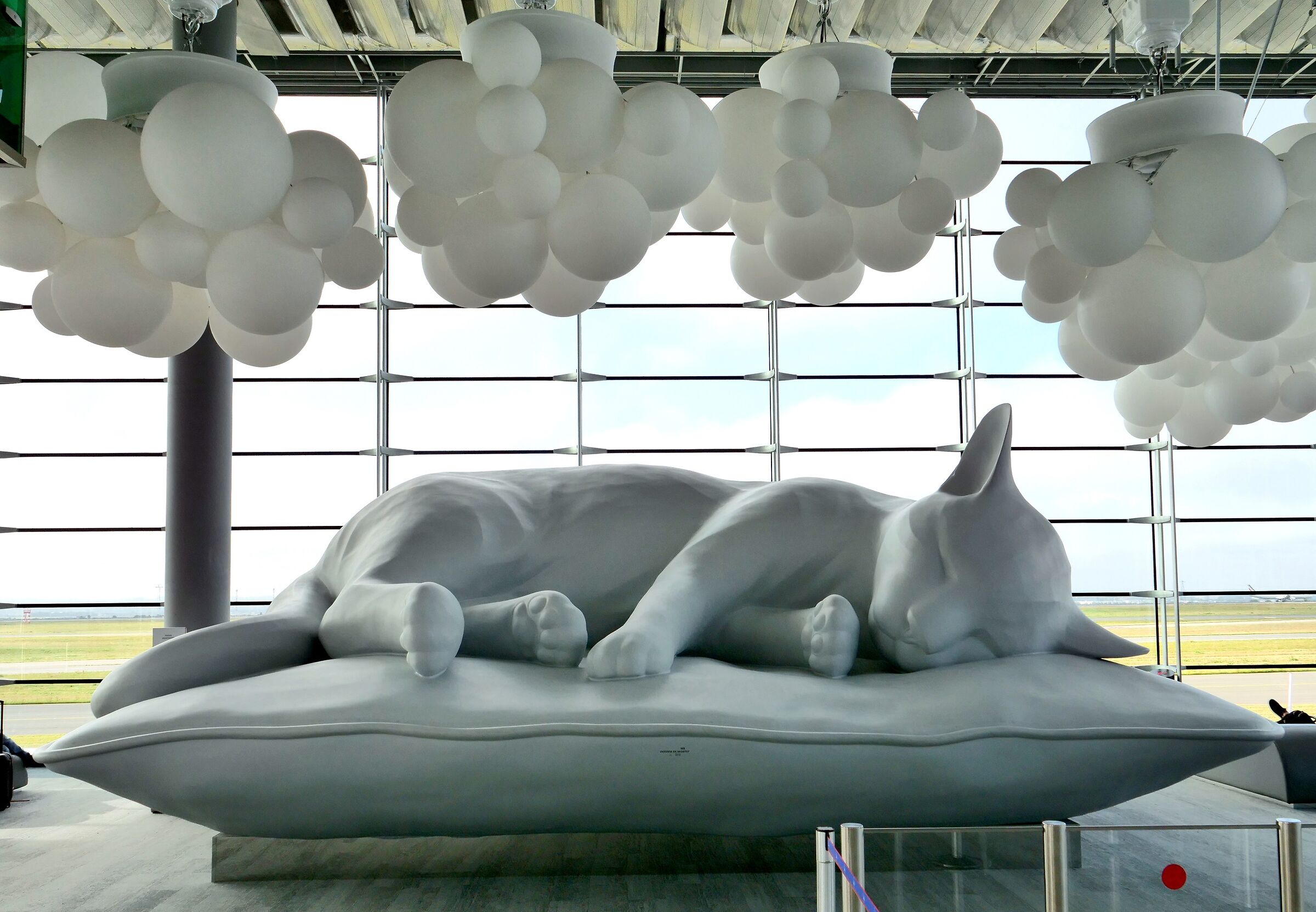 A cat at the airport