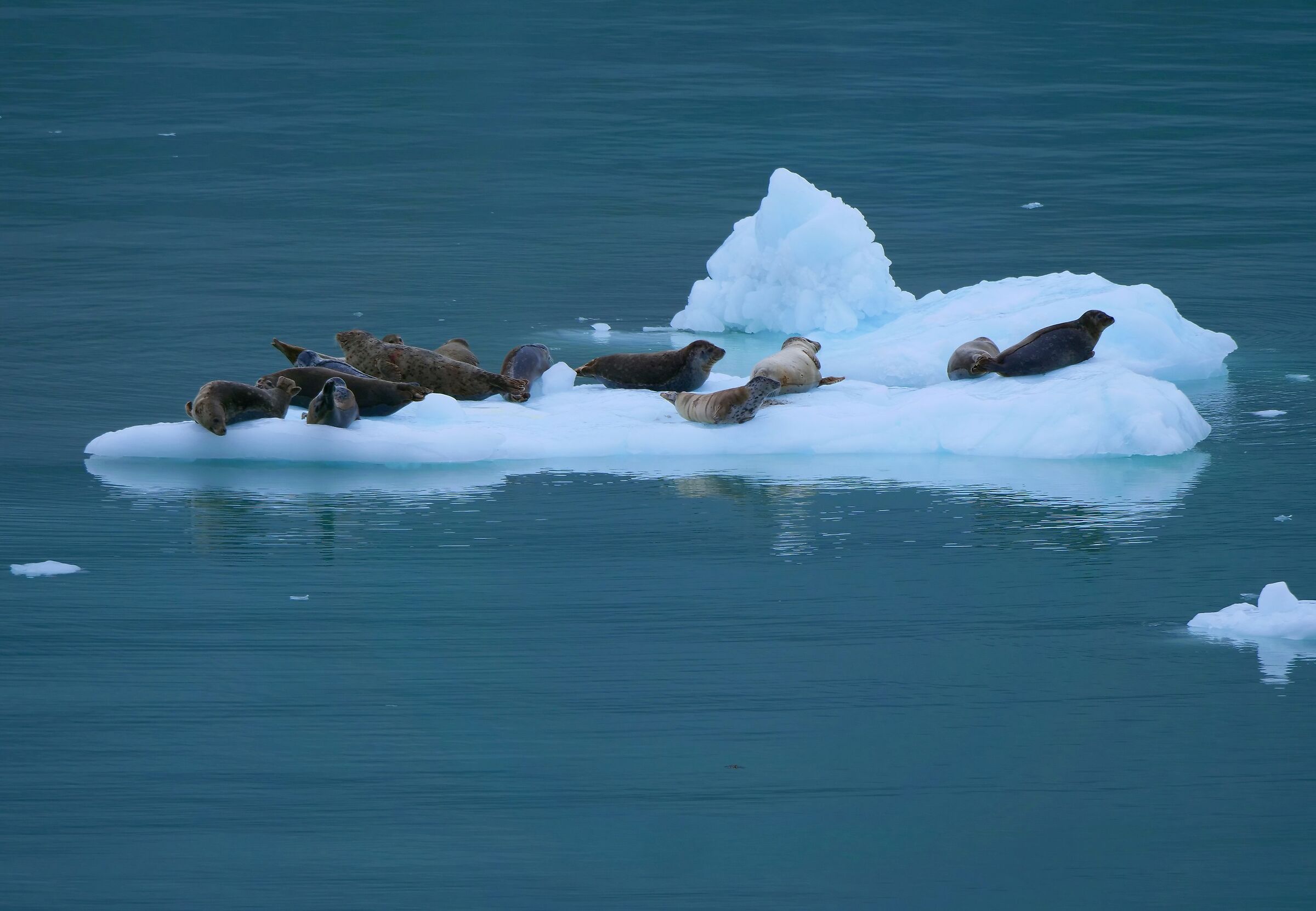seals in Glacier's Bay