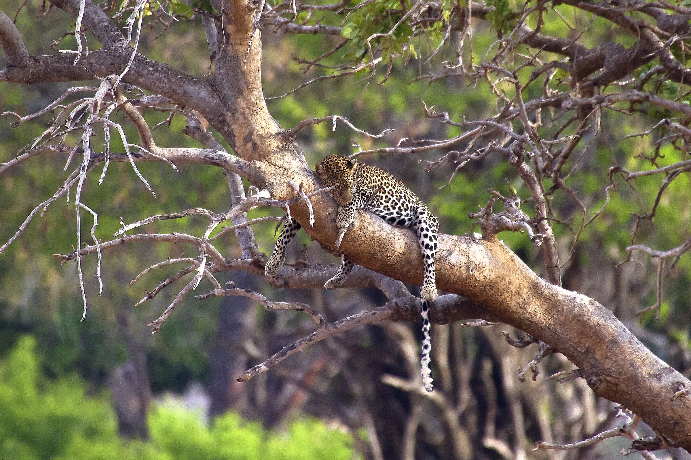 Leopard - Tsavo National Park - Kenya
